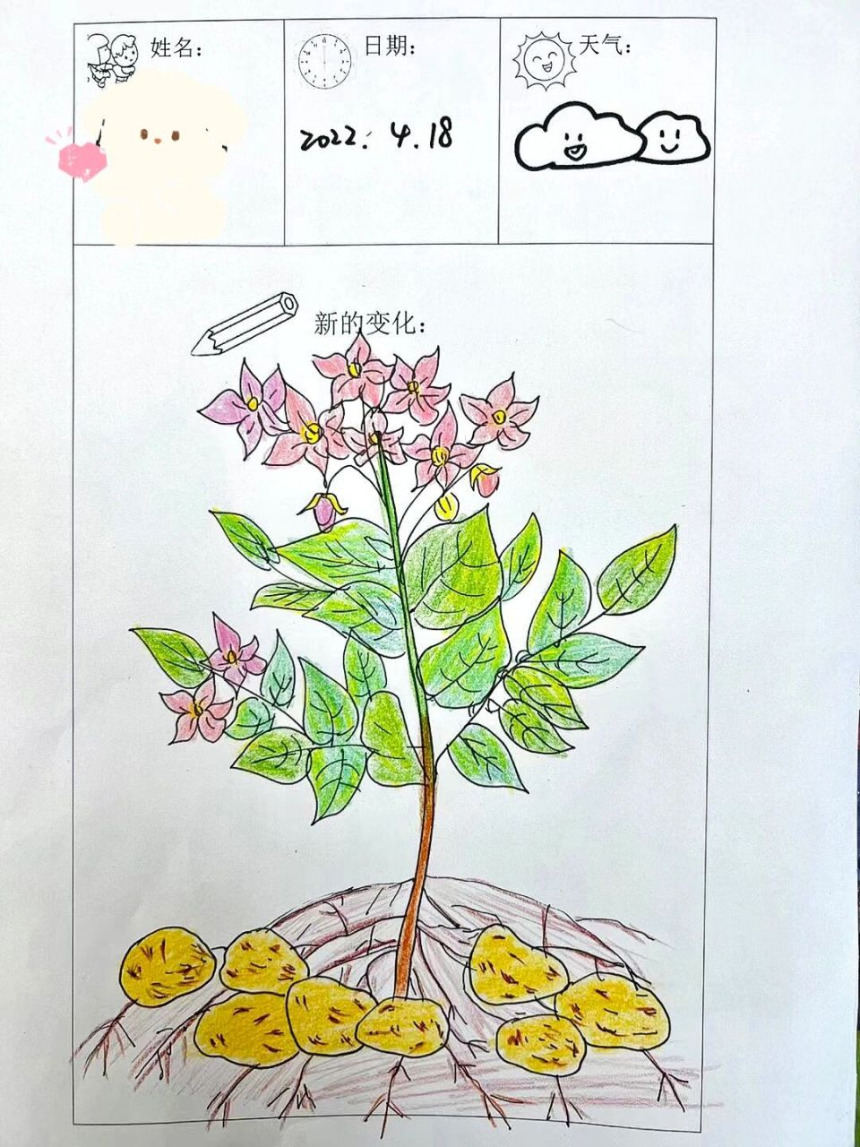 幼儿园作业—土豆生长记