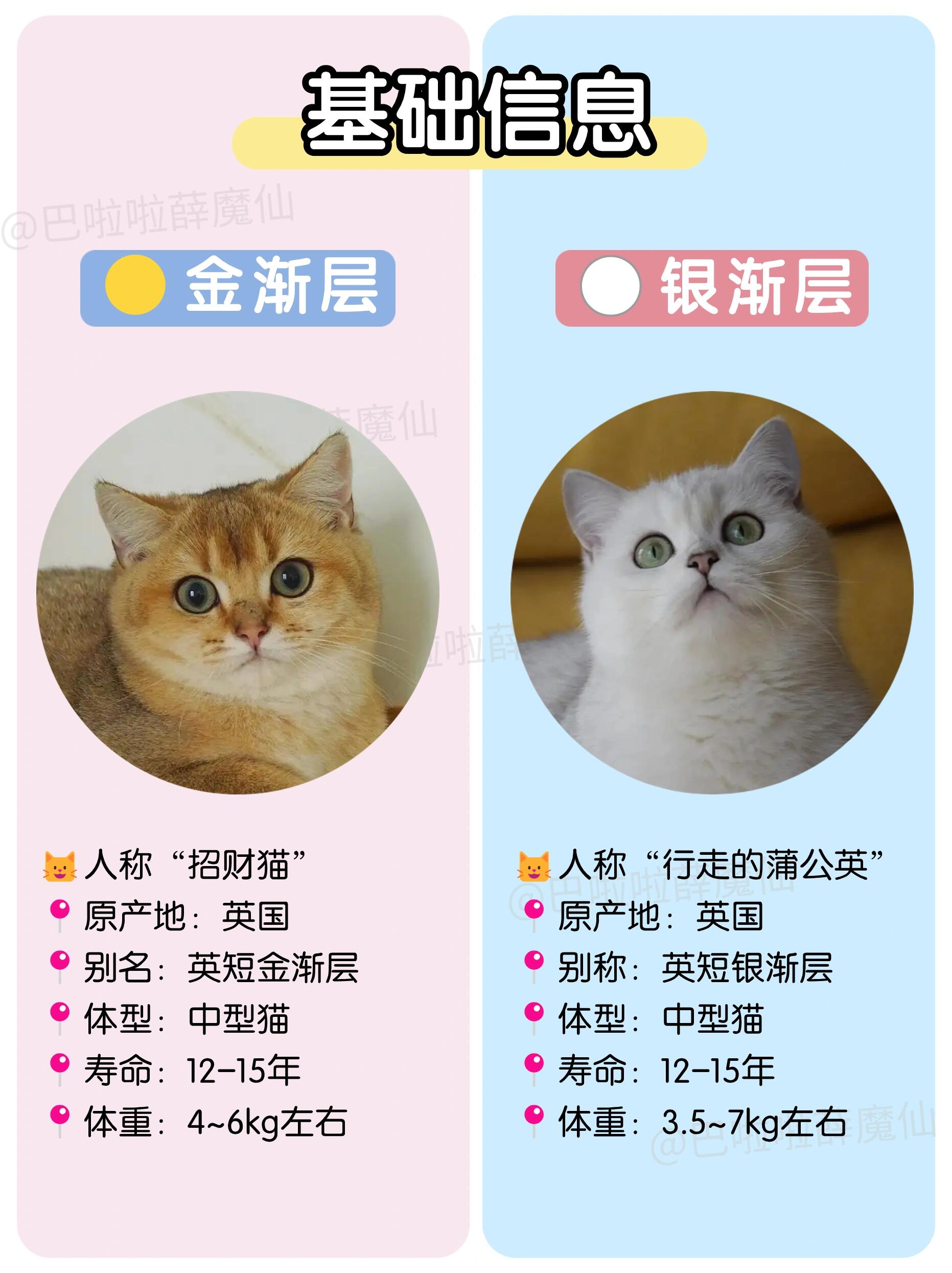 并且正在纠结养金渐层or银渐层的看过来75从六个角度分析两种猫咪的