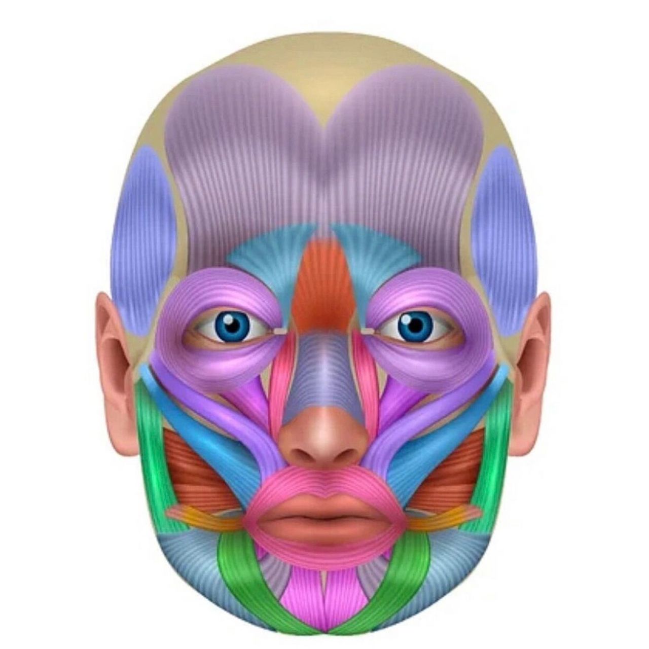 美容笔记|【面部肌肉】名称&功能简介!7115 工具人上线!