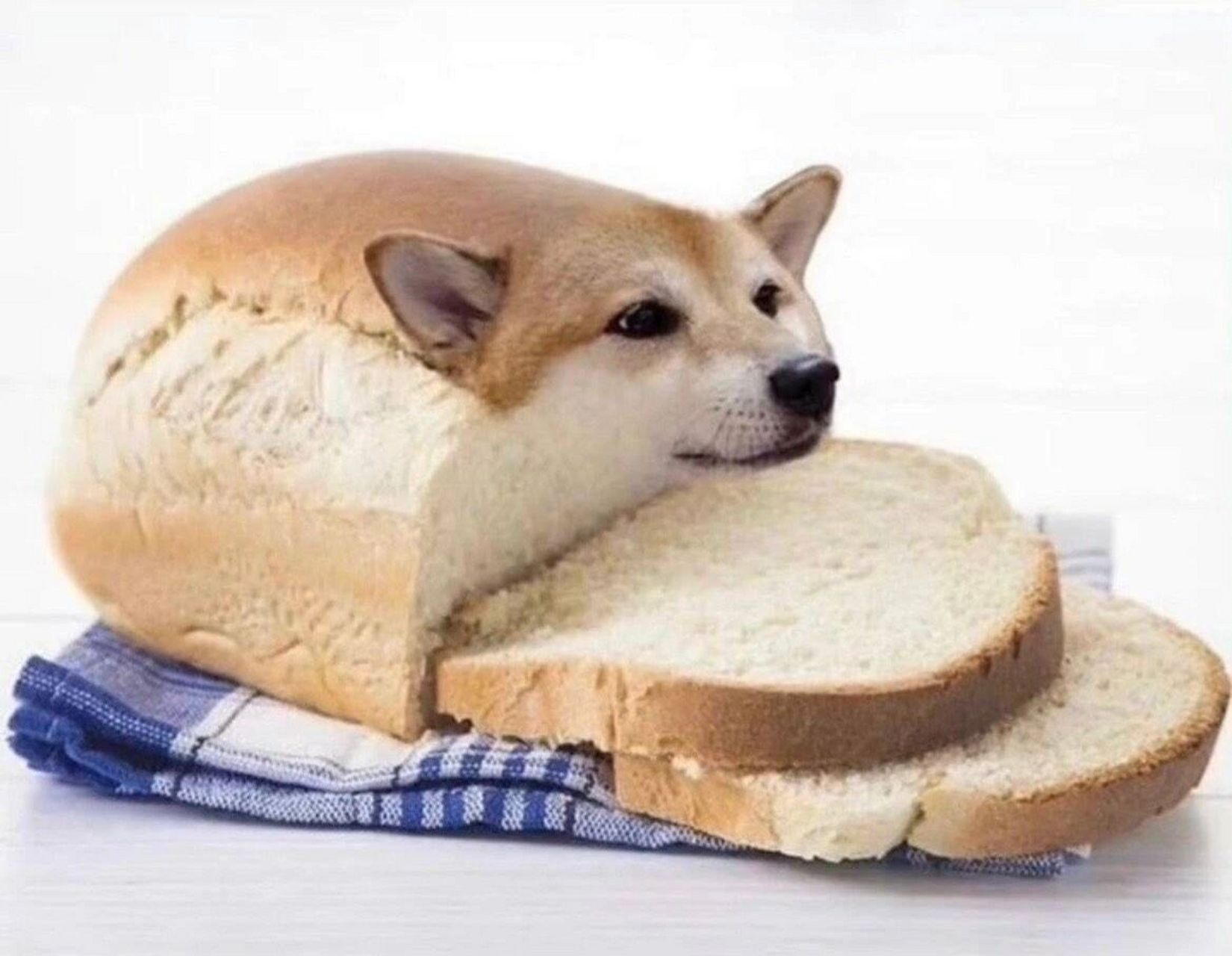 面包狗情头图片