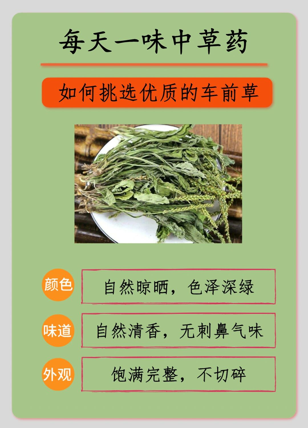 车前草食用方法 功效图片