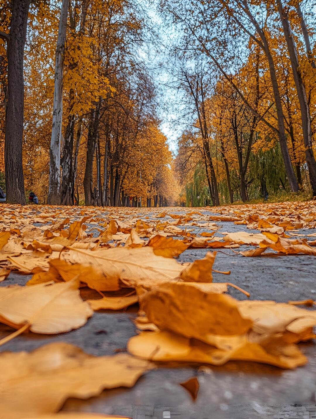 这个富有诗意和浪漫的季节,带来了一个却又略显悲伤的景象