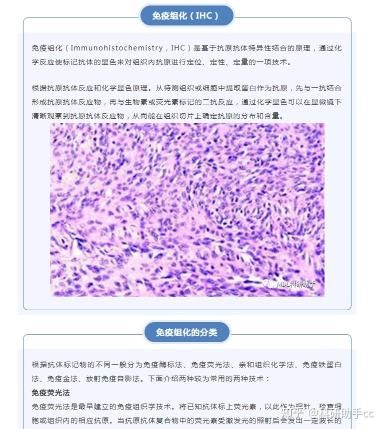 免疫组化实验操作要点有哪些