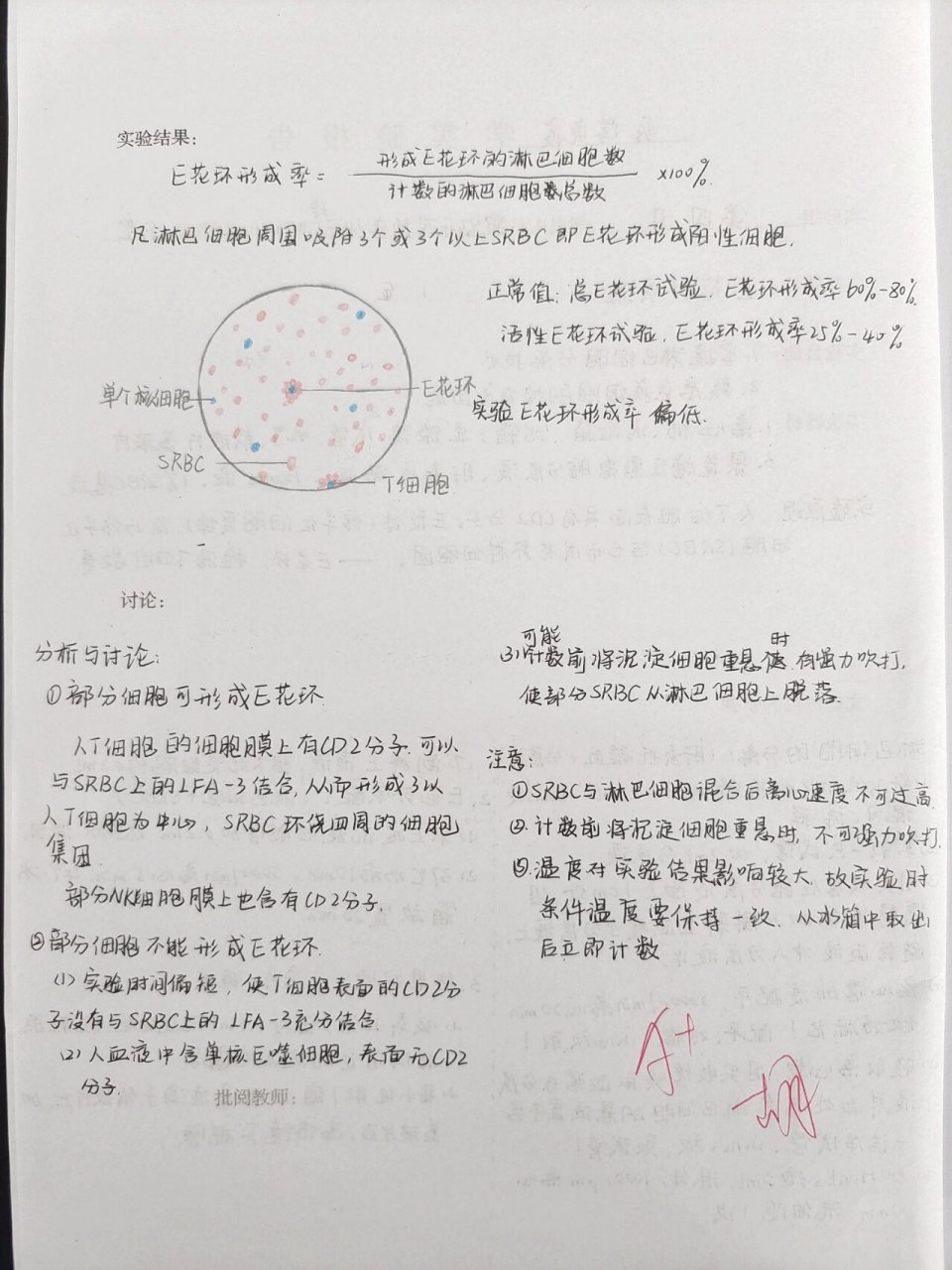 e花环实验红蓝铅笔图图片