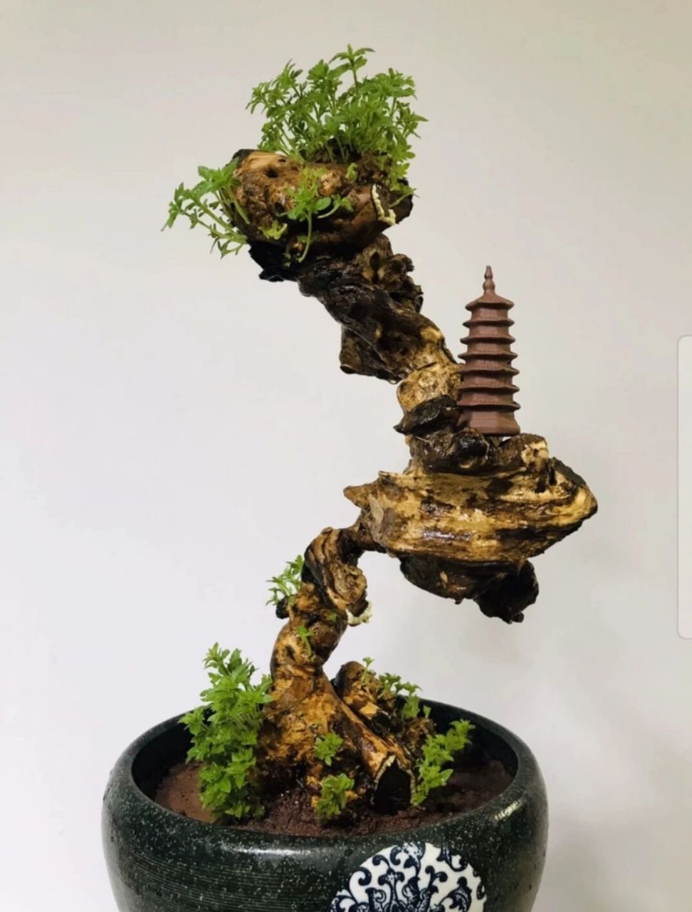 黄荆 黄荆盆景舍利镂空碳化老桩,尺寸大小见图,高度51厘米盆土上,根盘