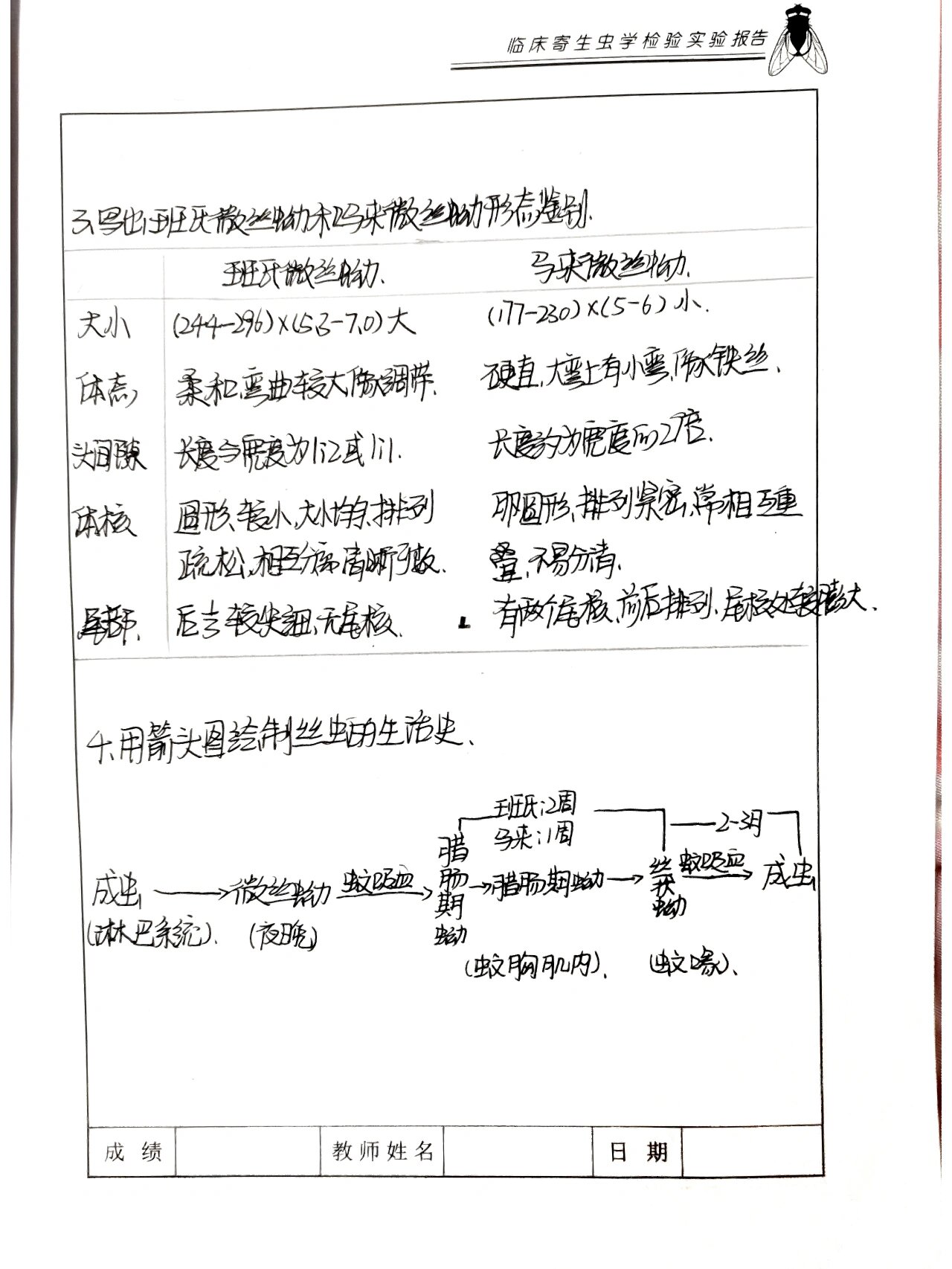 旋毛虫幼虫囊包铅笔图图片