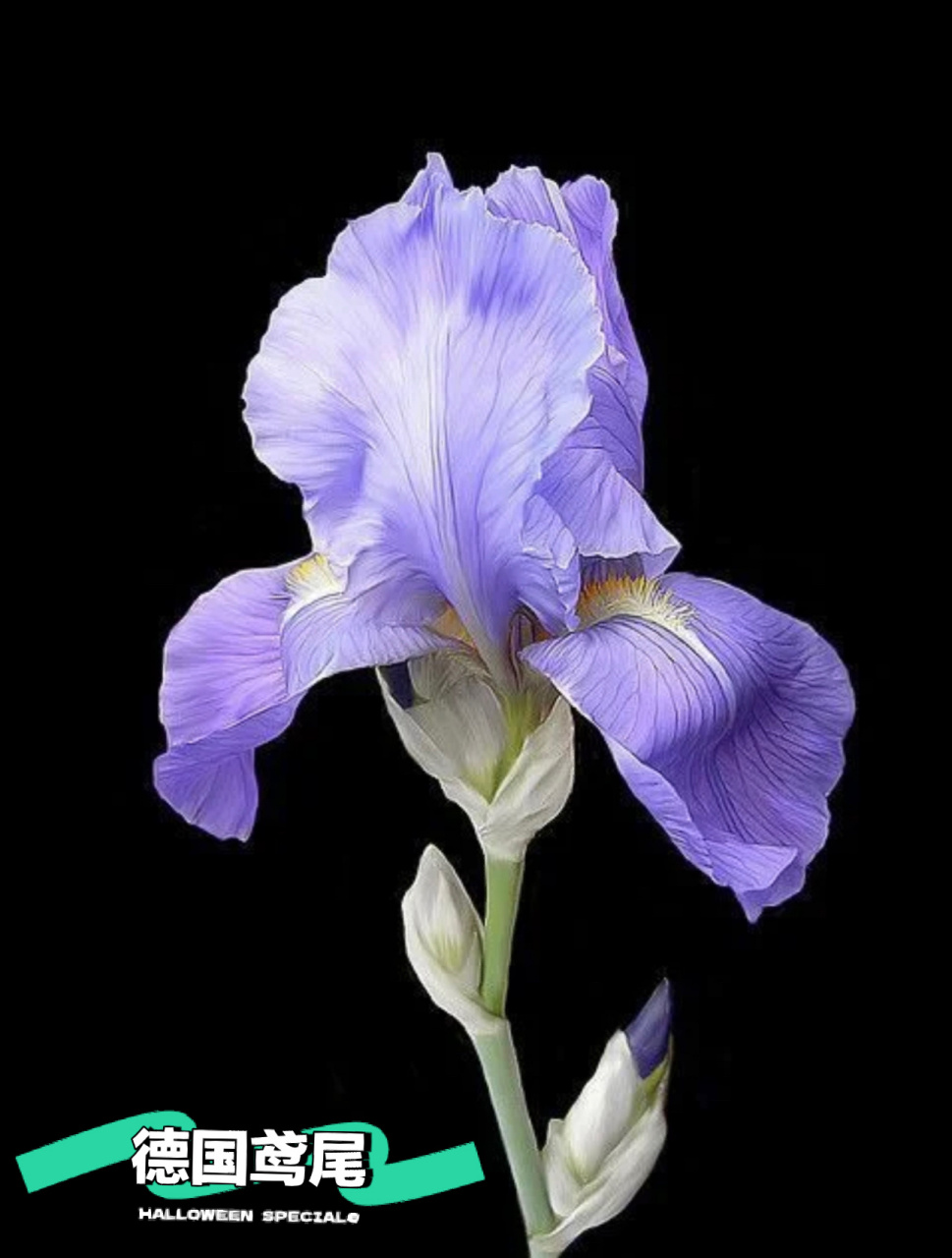 德国鸢尾 那些骨骼轻奇,薄如蝉翼,精灵般跳动的鸢尾花7815