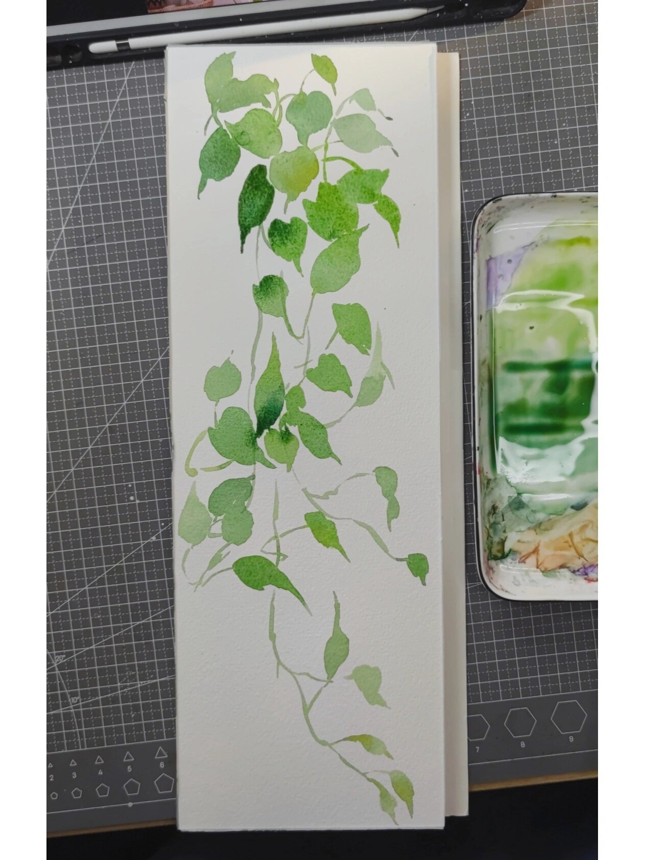 水彩植愈绘|绿萝盆栽(步骤图分享