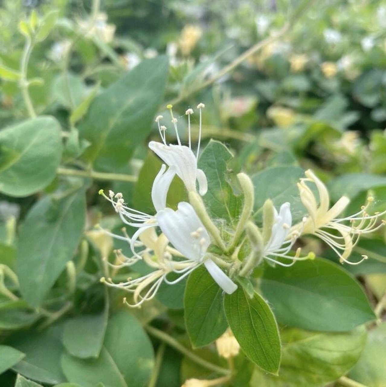 二花别名图片