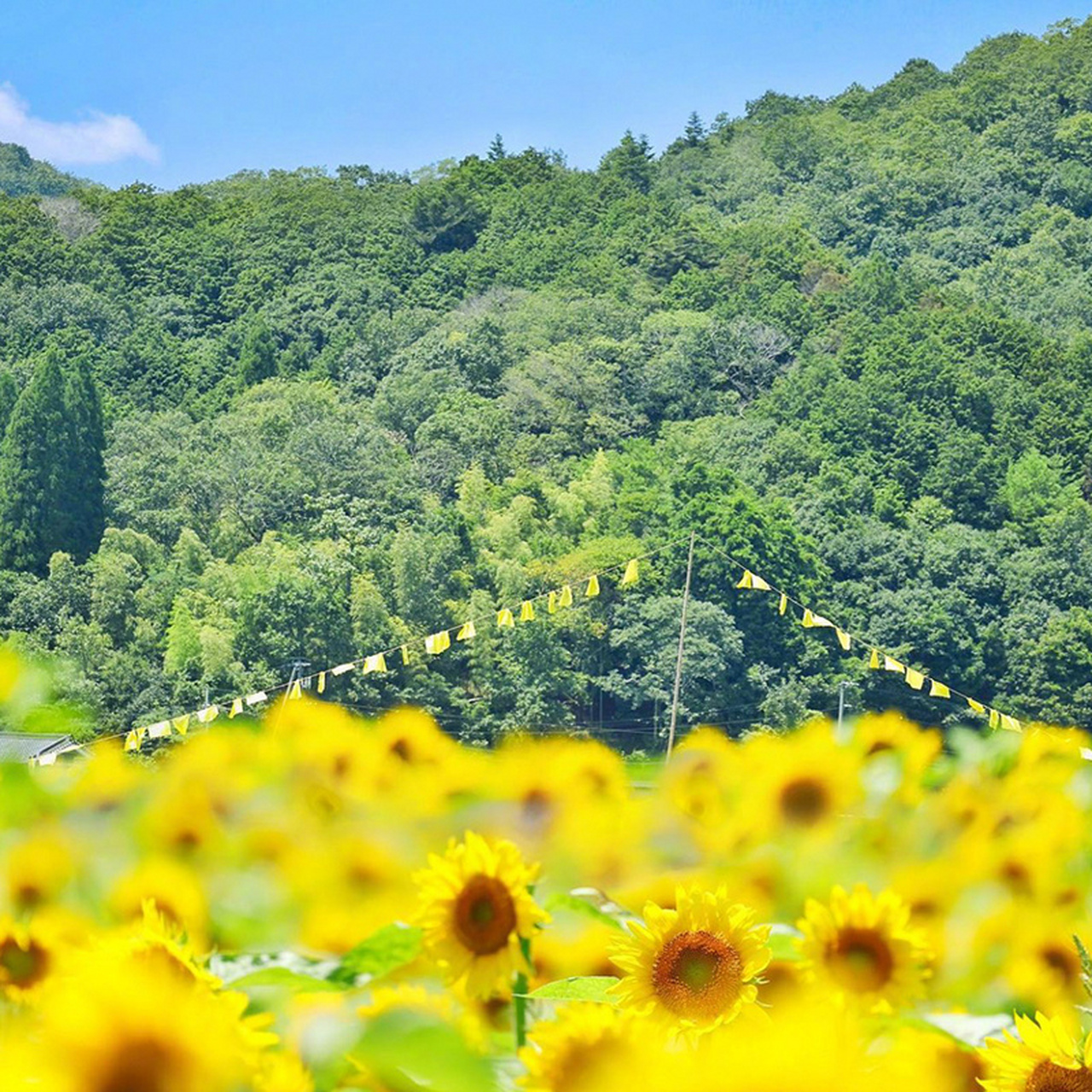 沐浴盛夏阳光的向日葵979797#向日葵# #摄影美图分享#   (via.