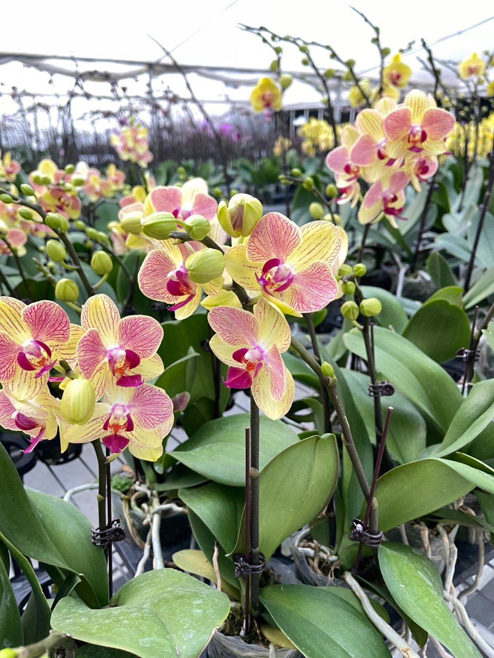 蝴蝶兰·三色鸟