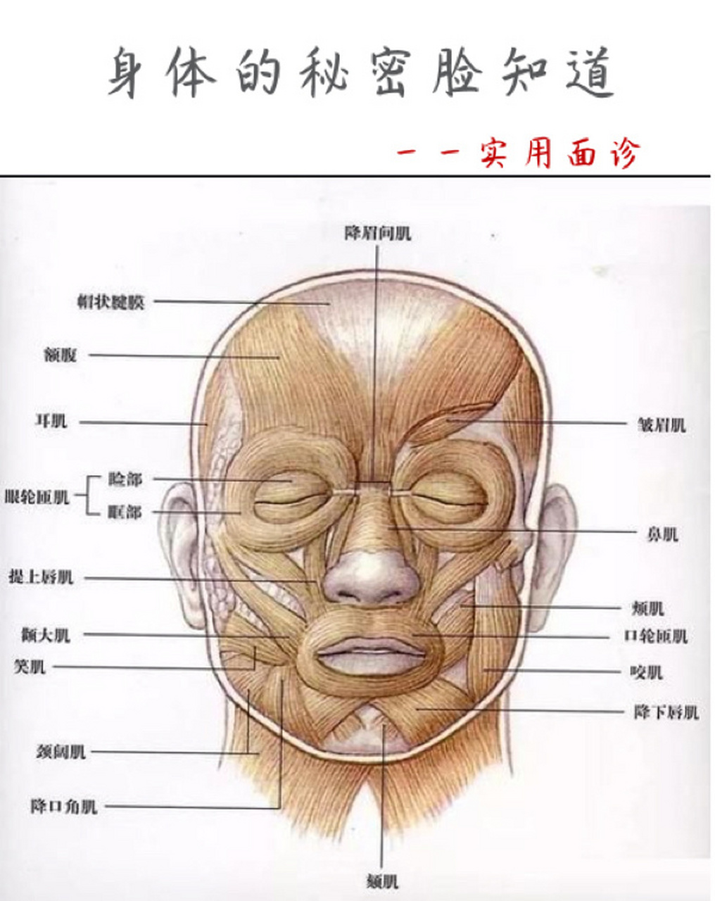 人的面部名称图解图片