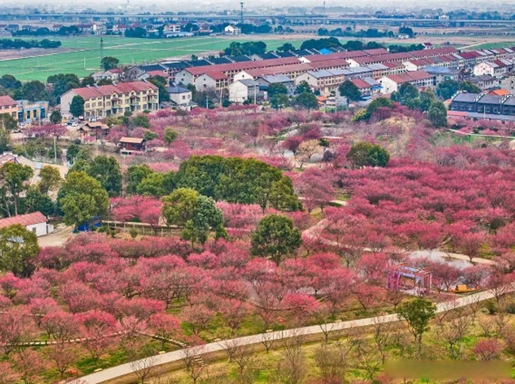 荆州八岭山恒荣梅园图片