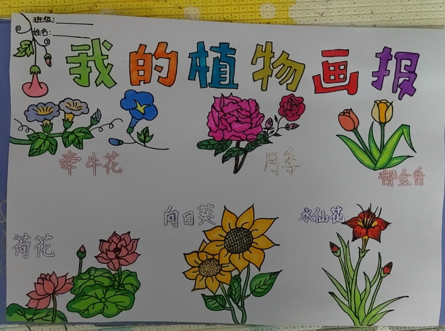 植物插图手抄报图片