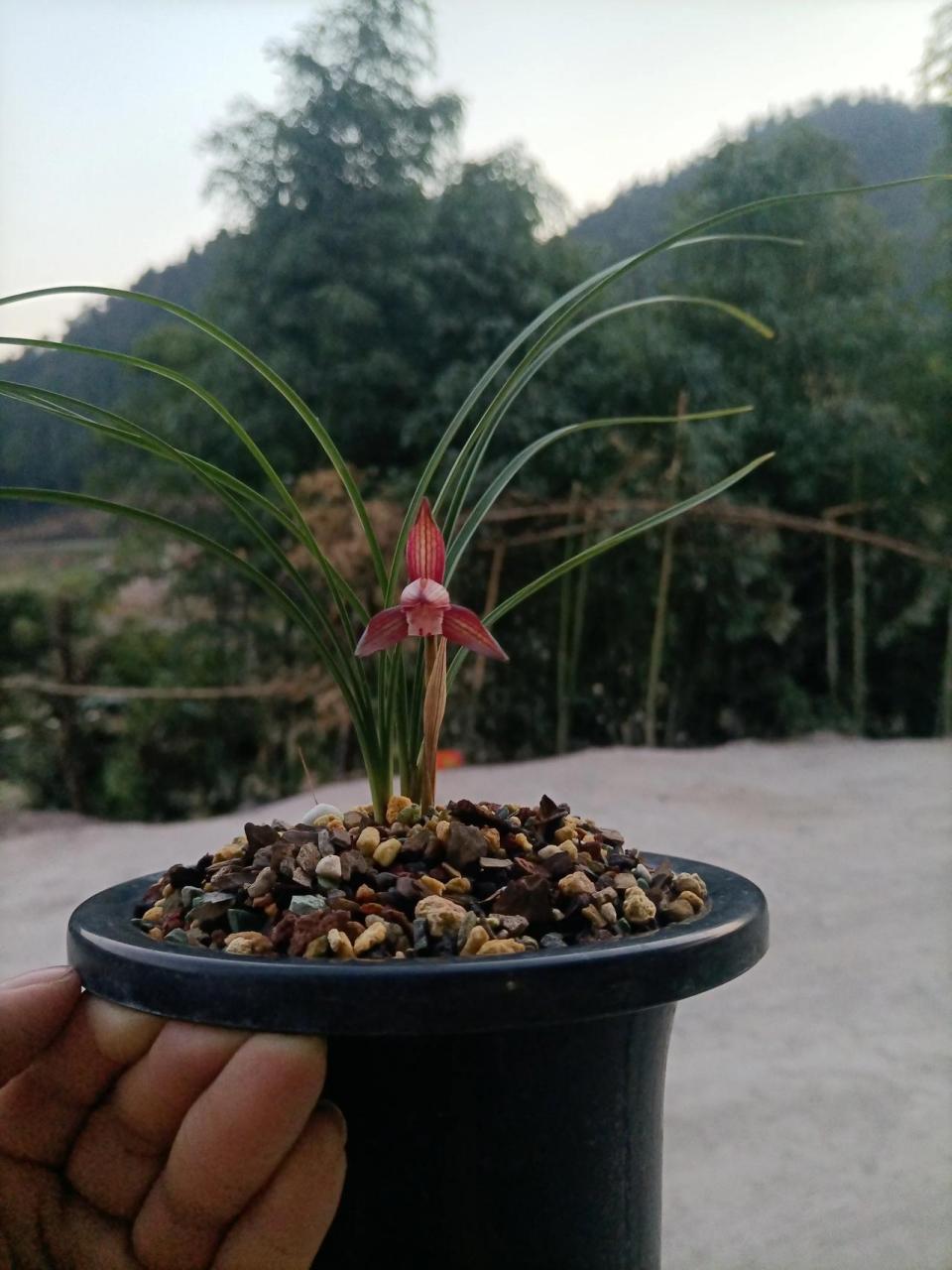 春兰红花,复花系列,可惜就是苗子太少并且还未养壮.