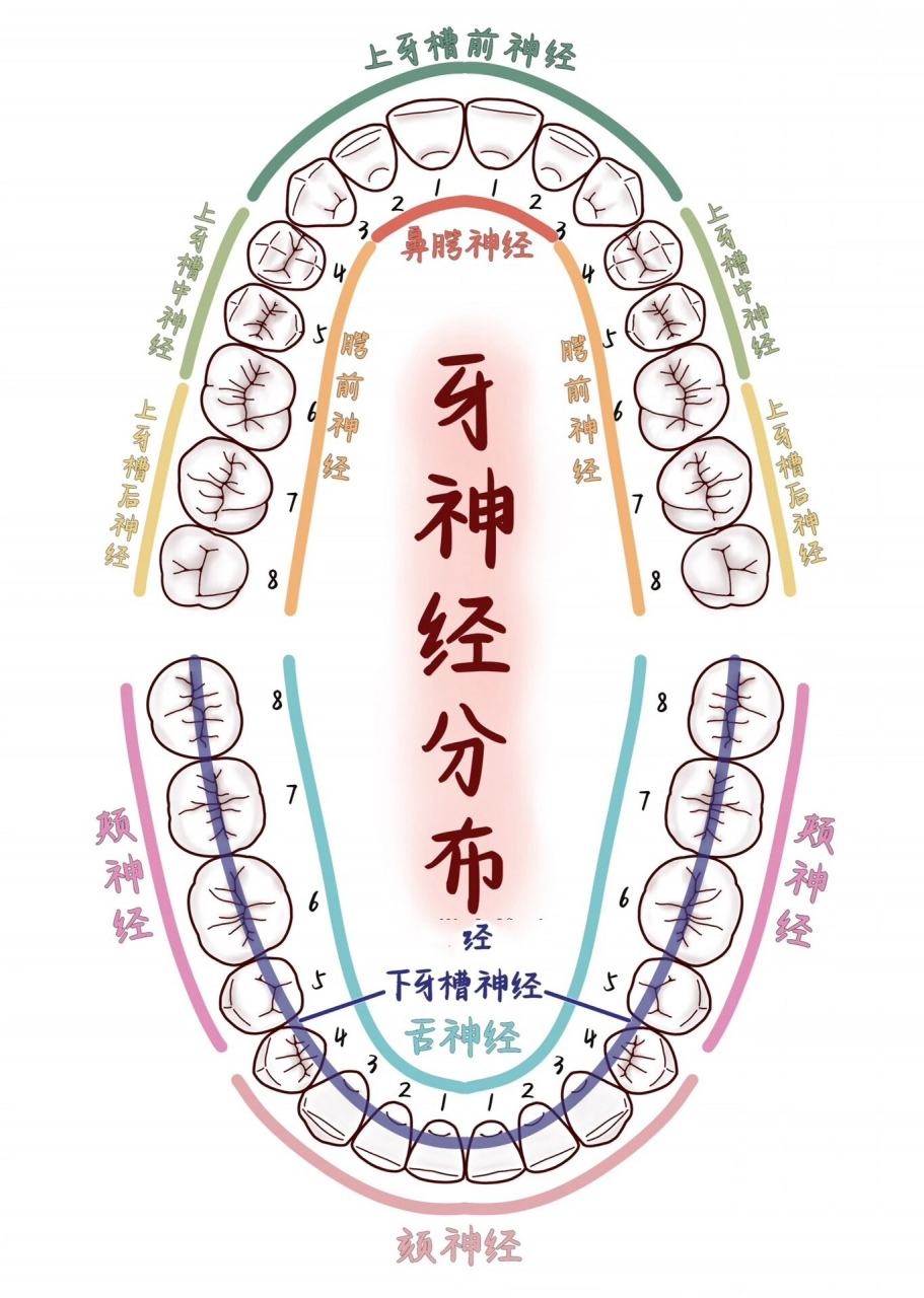 牙髓位置图图片