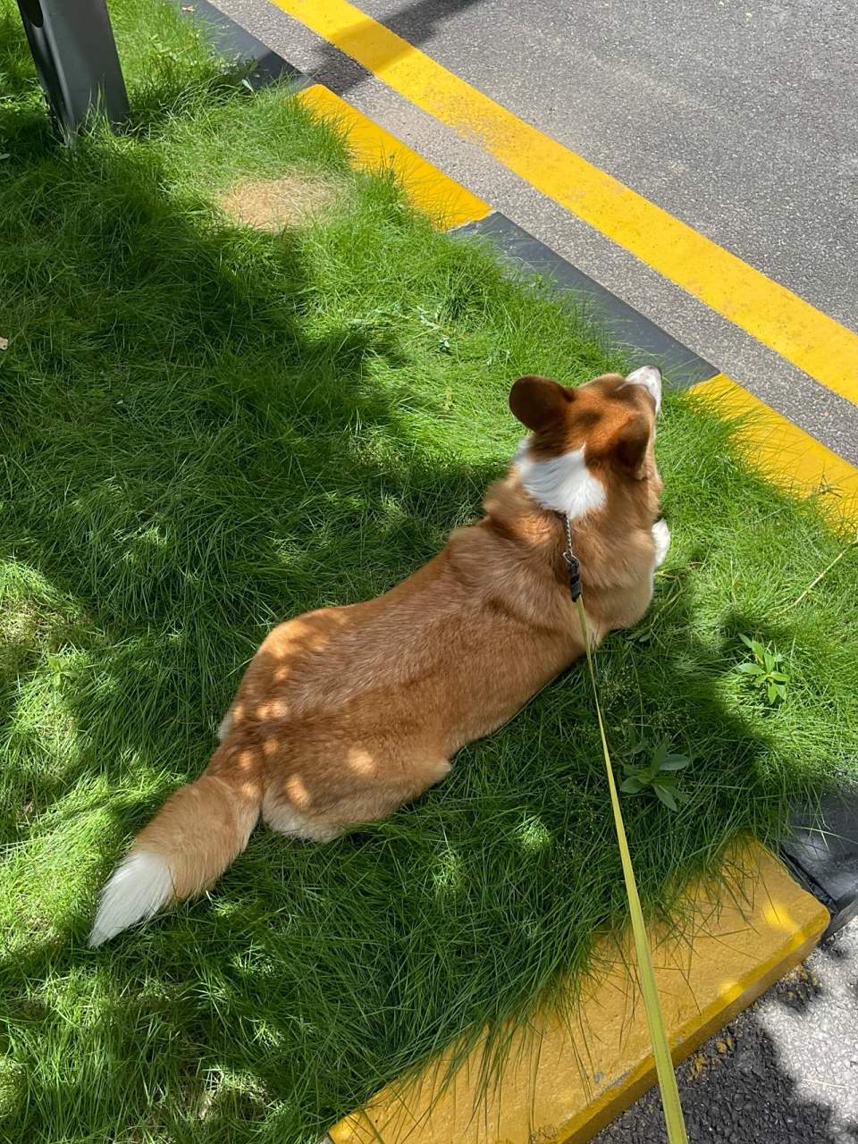 柯基如果不断尾会怎样? …… ………… 就会有尾巴咯