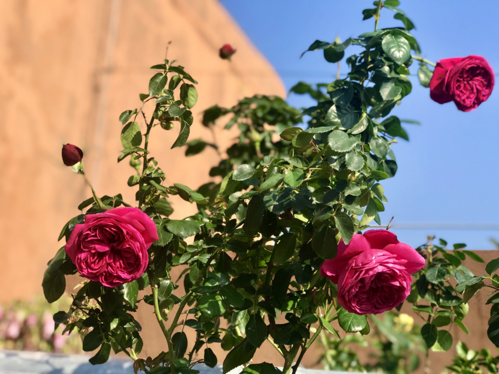 伊芙酒窖月季/分支性好/浓香/耐热 伊芙酒窖顾名思义说的是它的香是