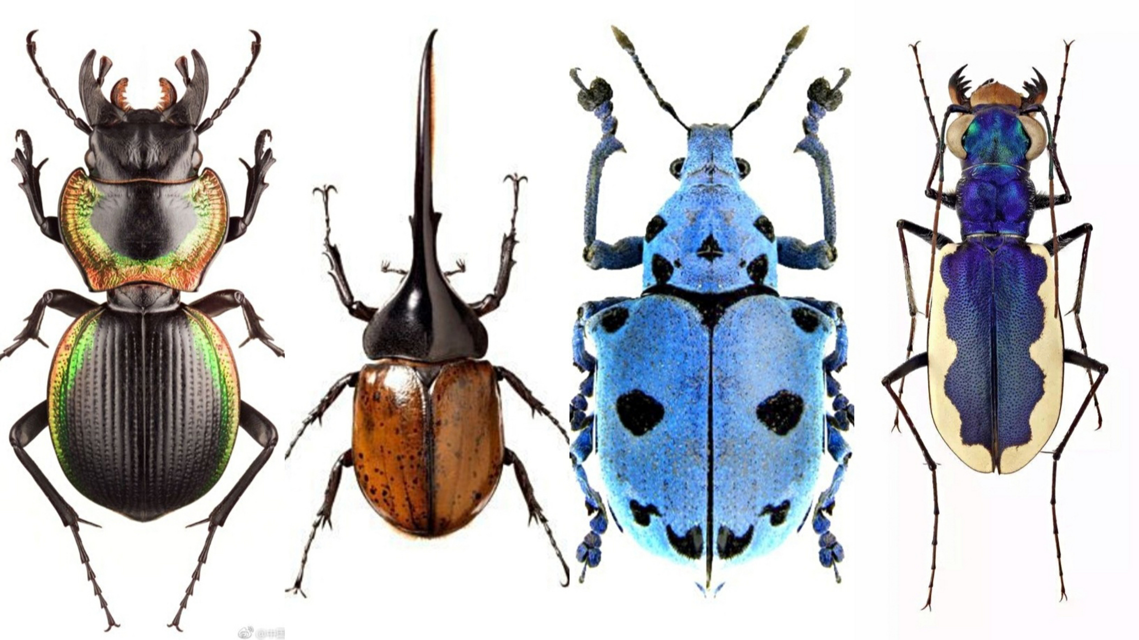甲壳虫昆虫细节图片