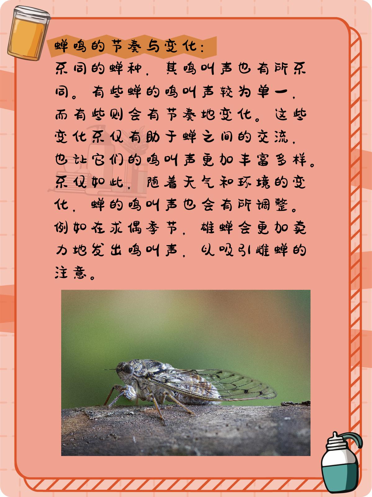 蝉的叫声是什么样子的