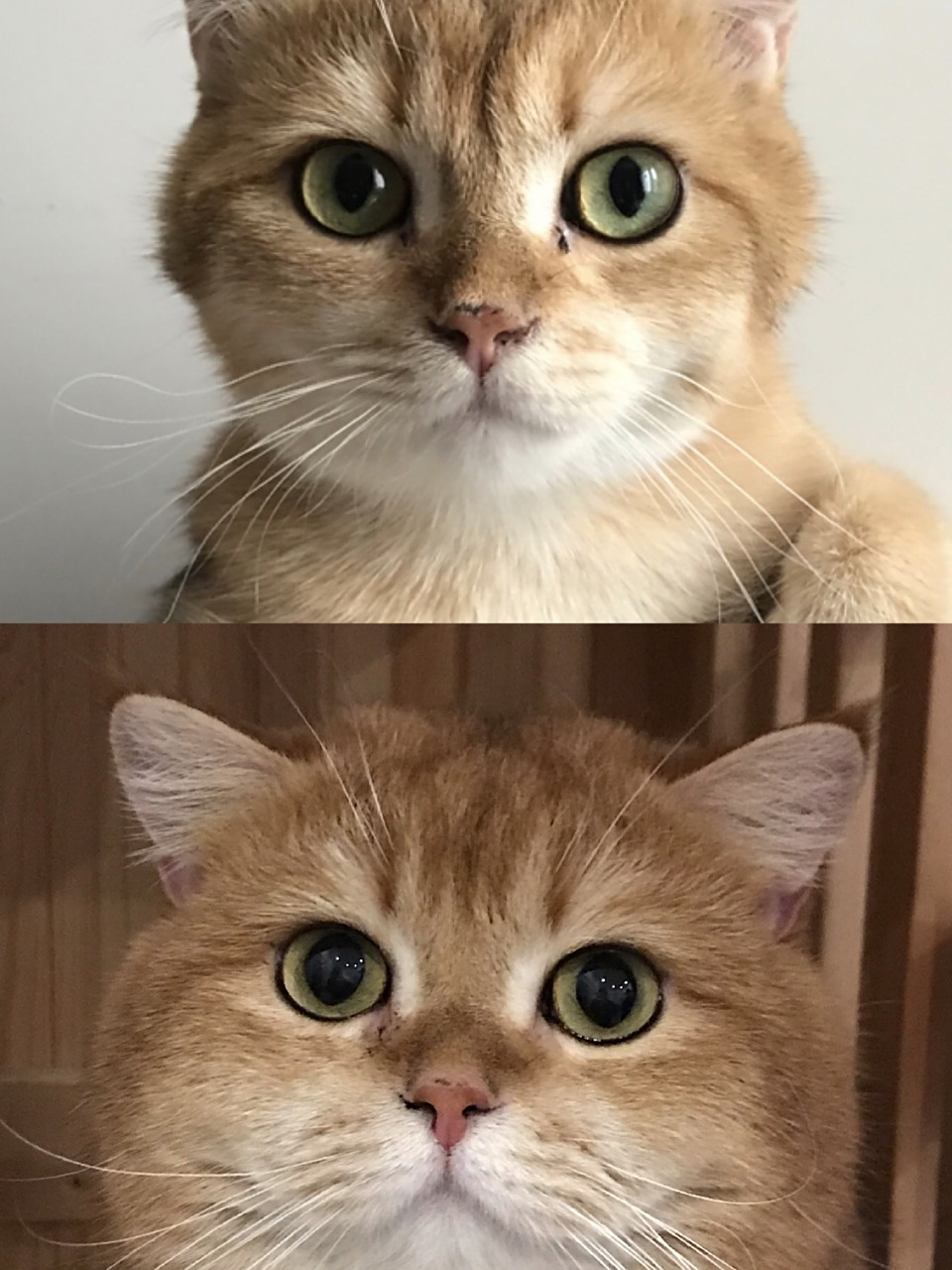 金渐层发腮成功分享 顿顿刚来我家的时候又瘦又难看,当时看它爸爸妈妈