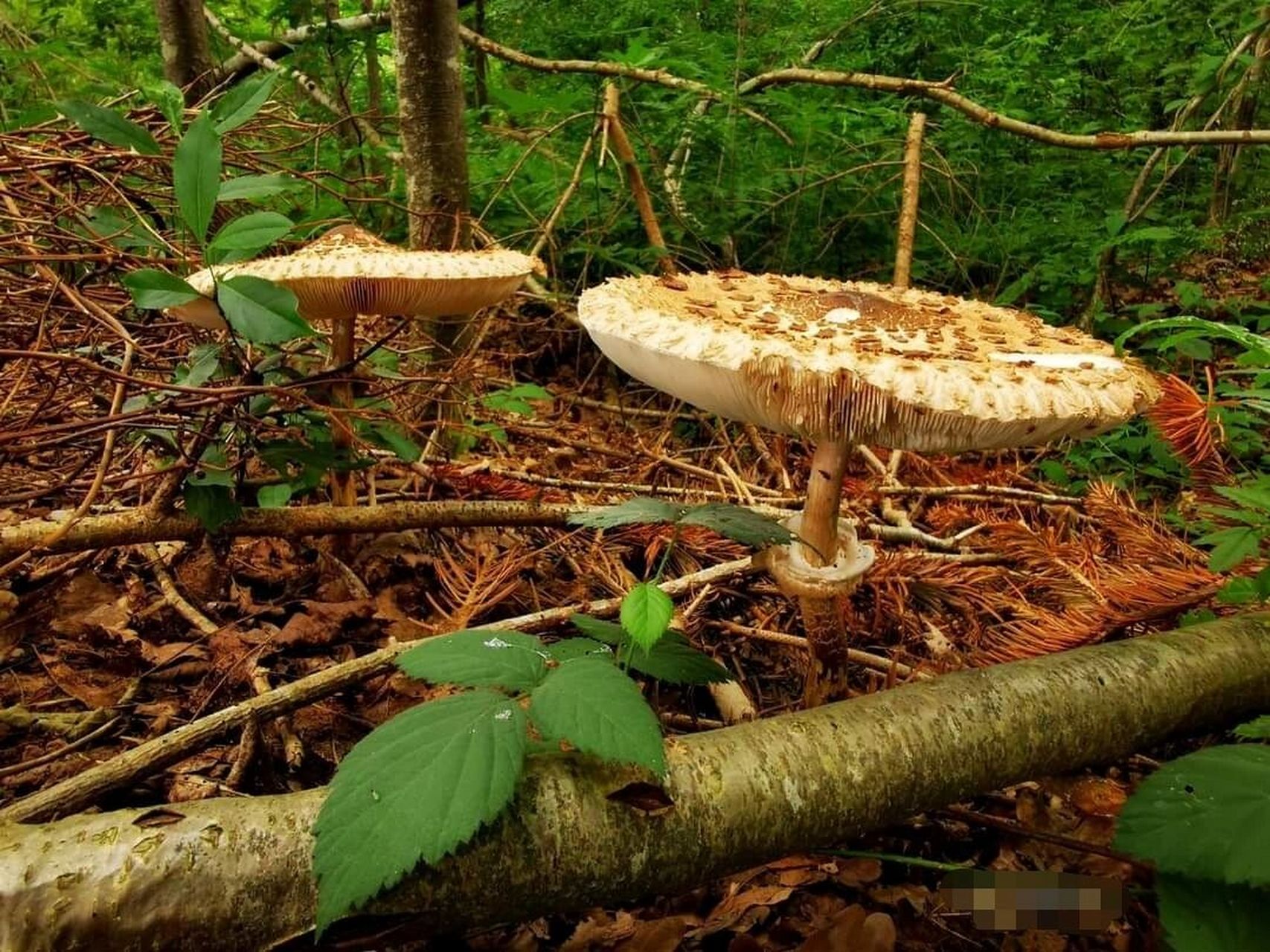 高大环柄菌菇的识别方法9990961 91中文学名:高大环柄菇, 又