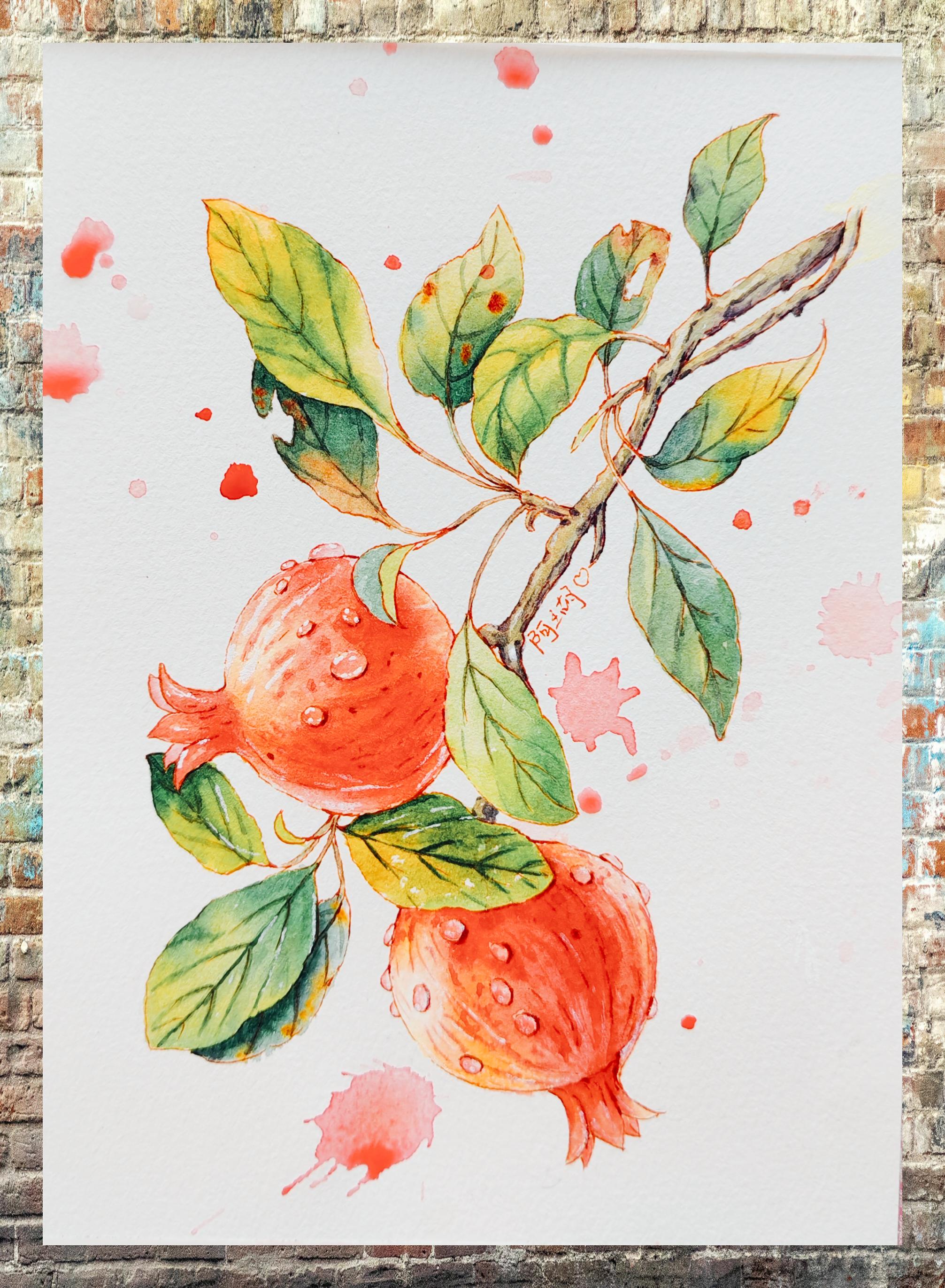 水彩绘石榴 树影斑斓间