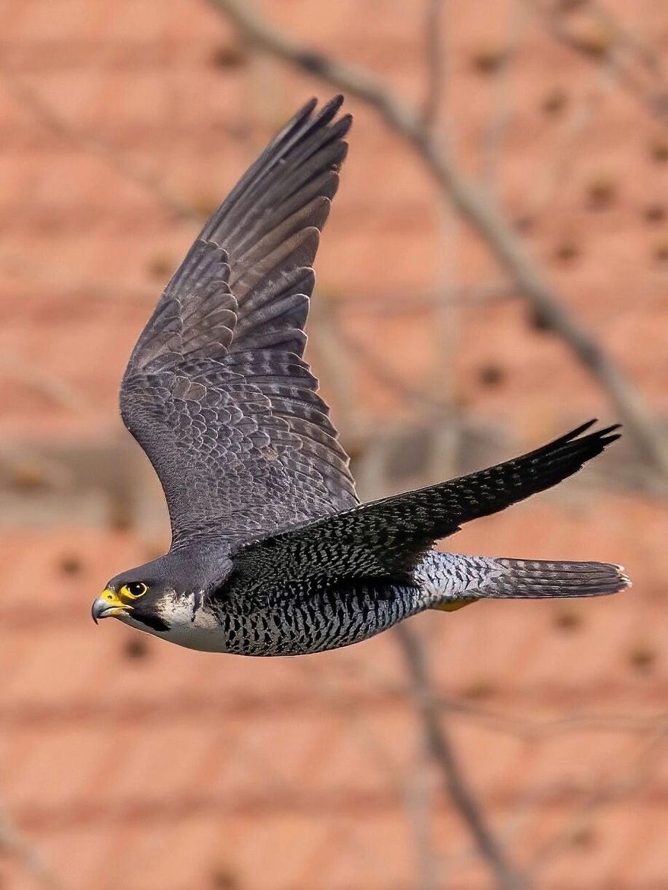 抓拍到一只疾驰的游隼 后面落在一棵树上 	 原创拍摄于大连庄河 	 游