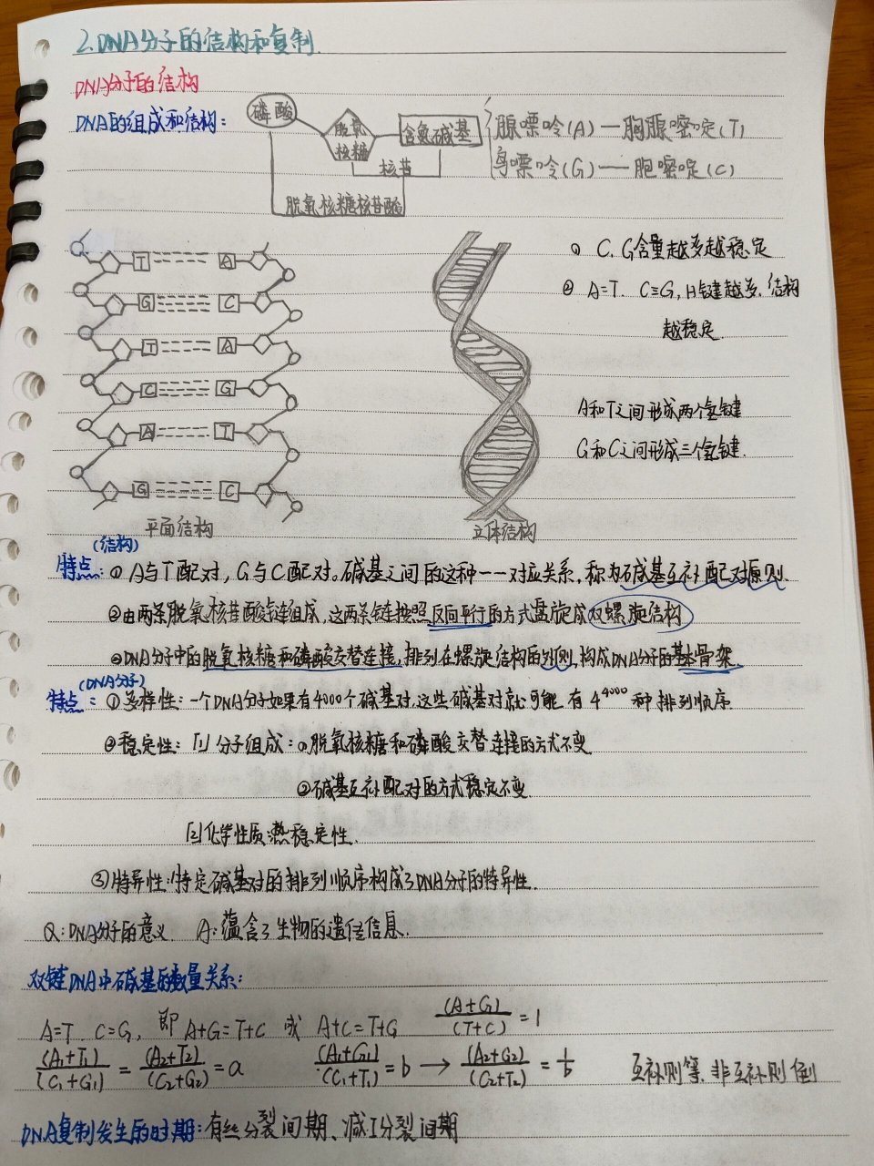 dna复制的实验 5.dna复制的特点