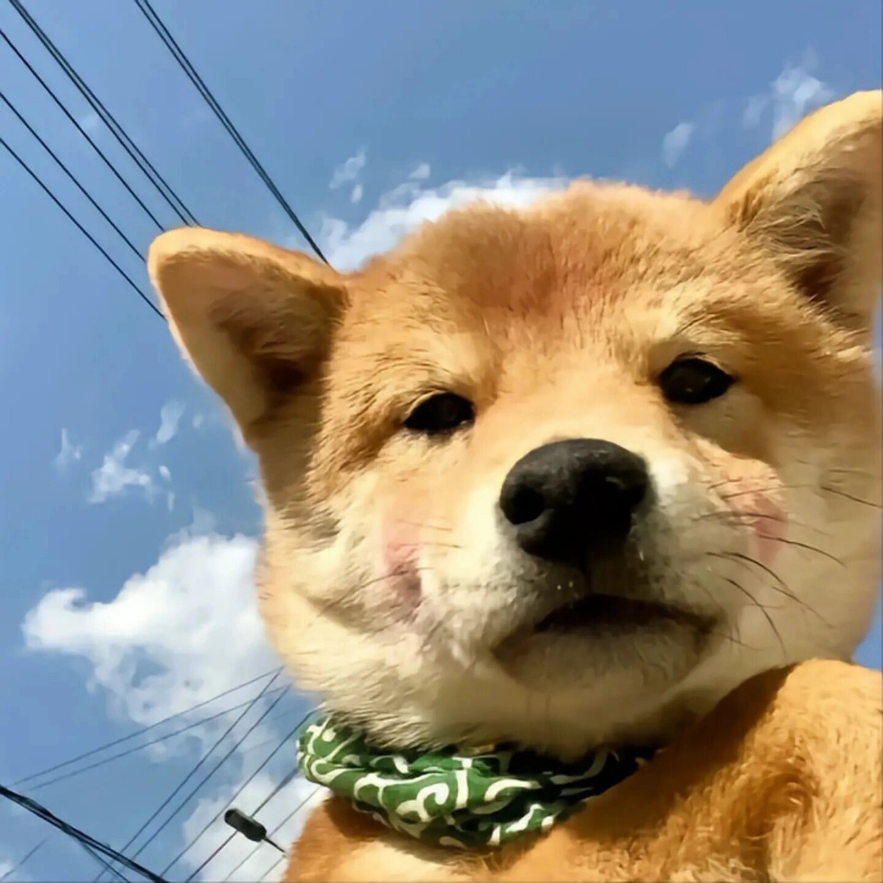 好看又可爱的柴犬狗头像来啦 好看又可爱的柴犬狗头像来啦  修狗98