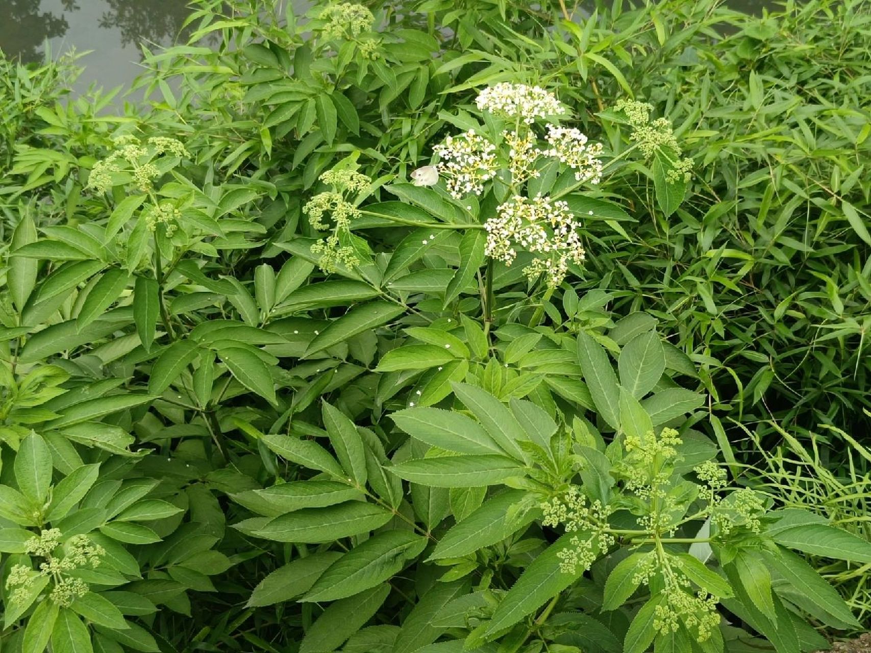 植物小科普～接骨木 别 名:白龙骨 科     :忍冬科, 特 征:高大草本或