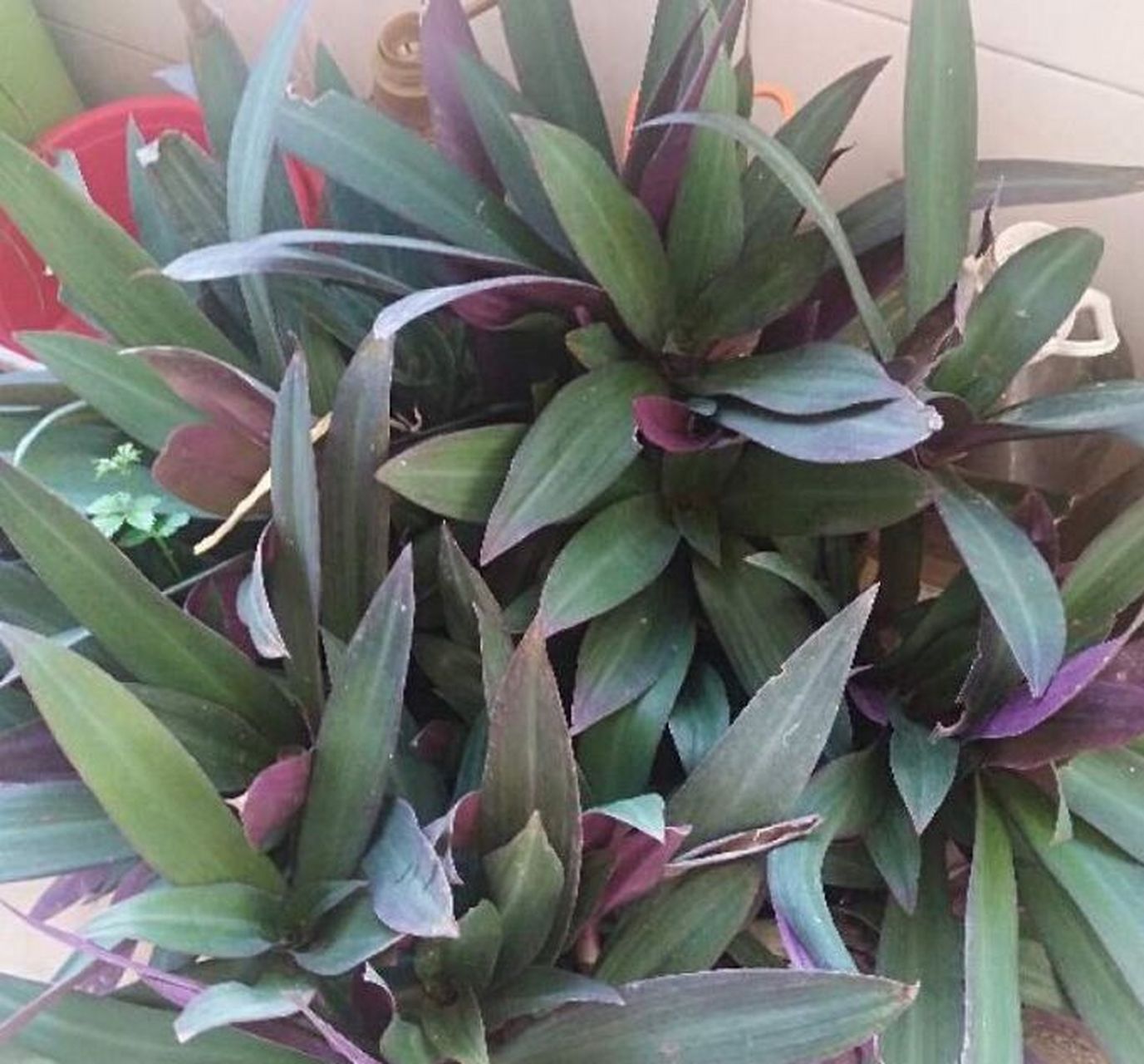 紫背万年青的养殖方法和注意事项?