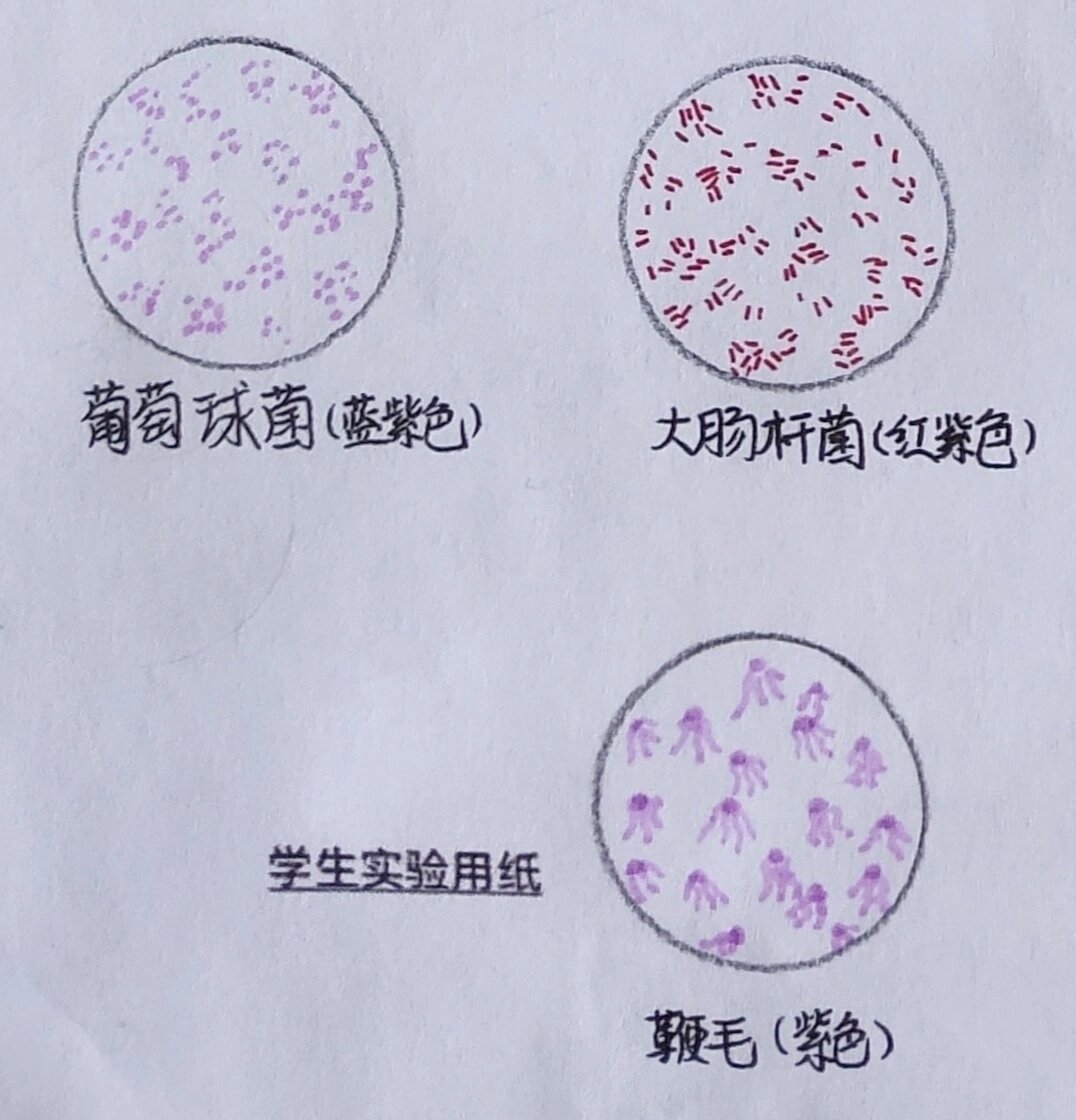 葡萄球菌图片手绘图图片