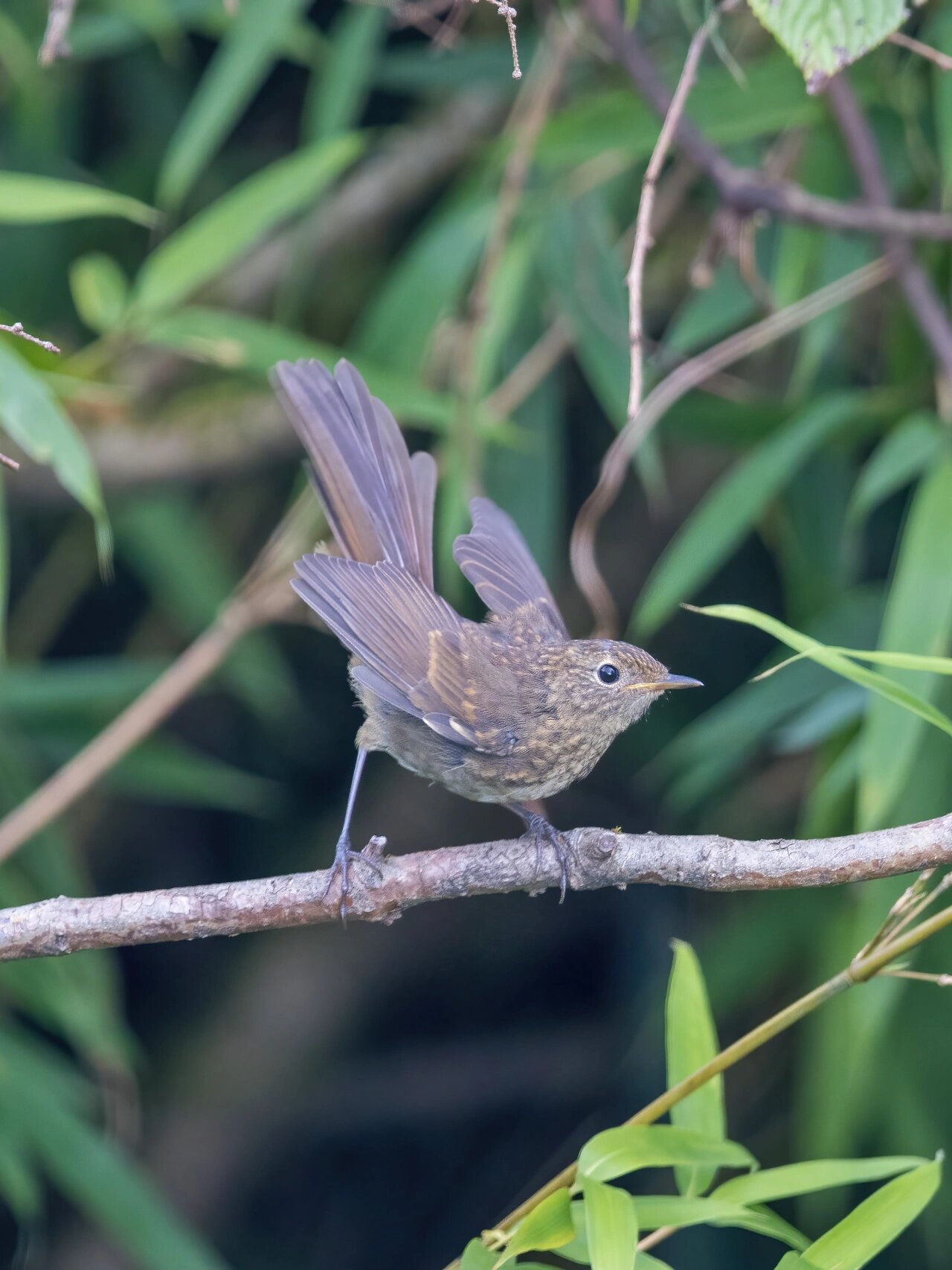 白腹短翅鸲颜值颇高,雄鸟的头胸及上体是宝石青石蓝色;腹部是白的.