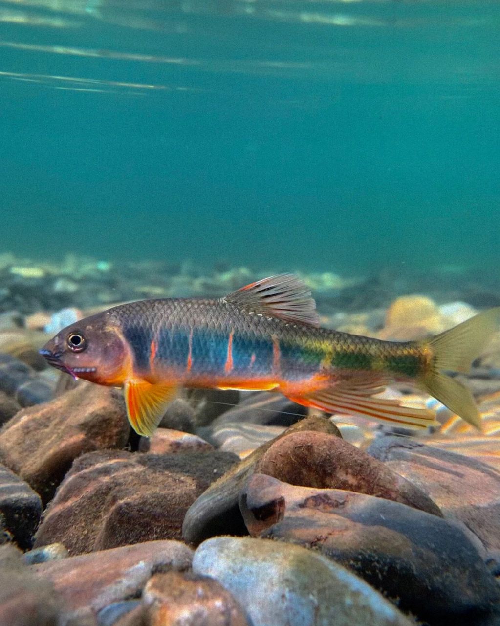 最美原生鱼(宽鳍鱲) 早上在蚂蚁深林刷到 下午就解锁啦真的好幸运