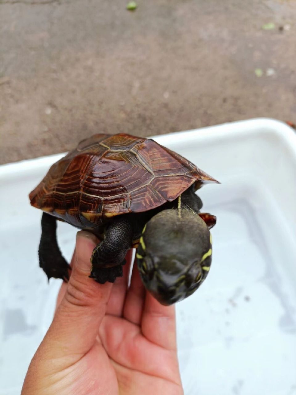 教你如何分辨野草和温室草龟 最近有人问我如何区分野生乌龟还是人工