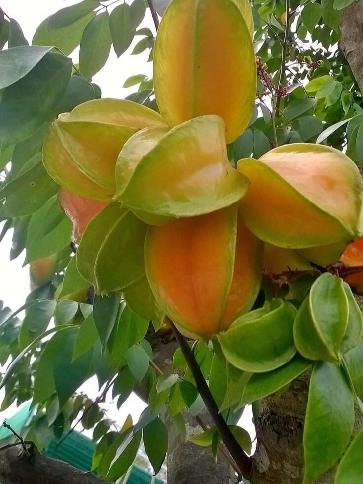 热带水果7979杨桃 star fruit