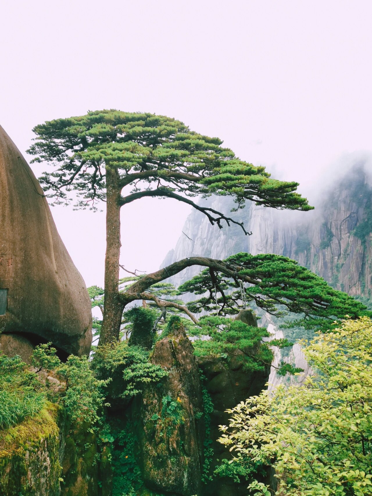 黄山"四绝"之首 奇松