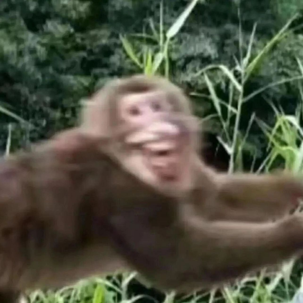 猴哥表情包丨经典动作"给我" 哈哈哈哈哈哈哈哈哈哈猴门yyds