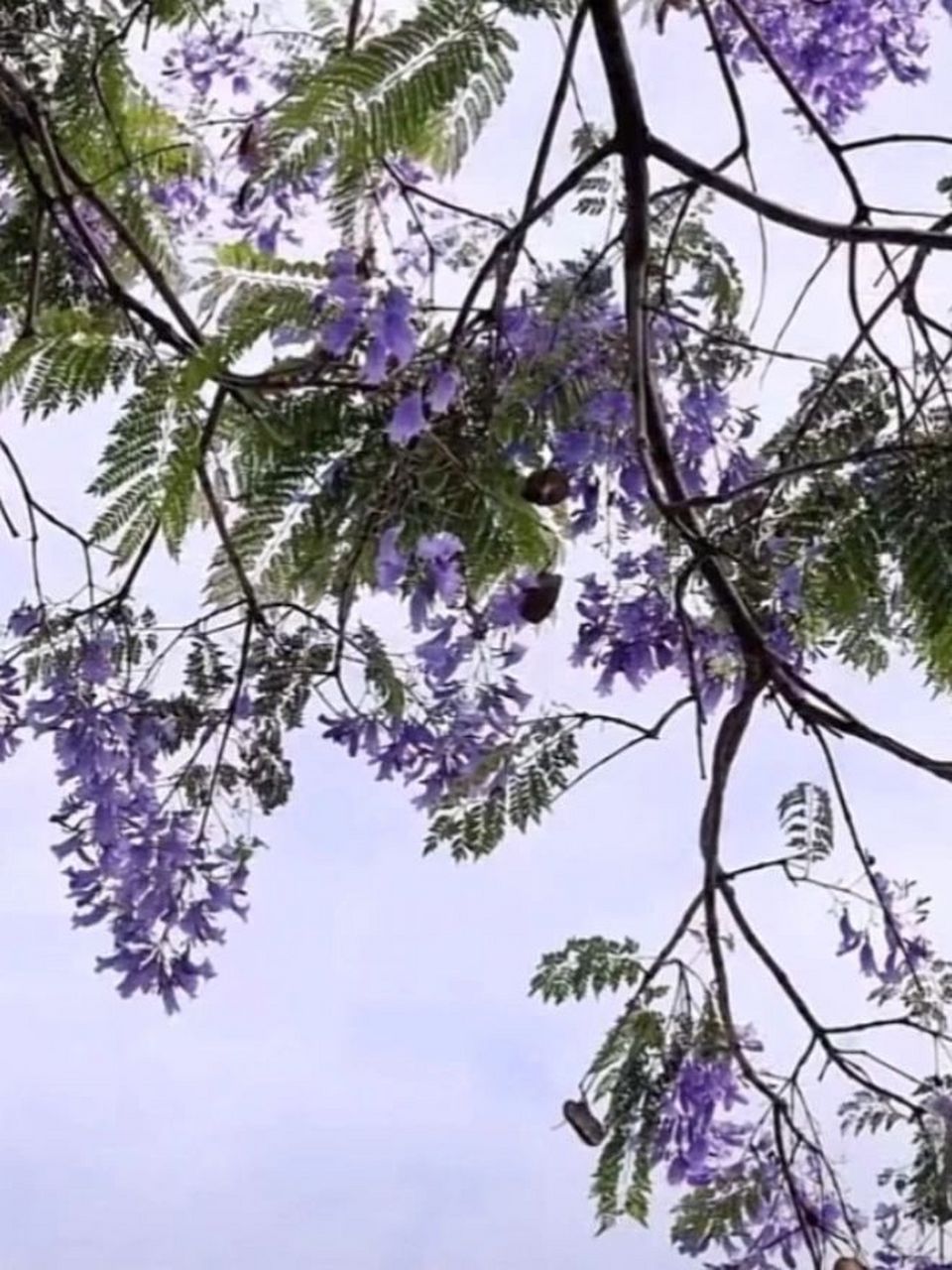 蓝盈花观赏攻略/5月遇见浪漫紫 五月是蓝盈花盛开的季节,不出成都,在