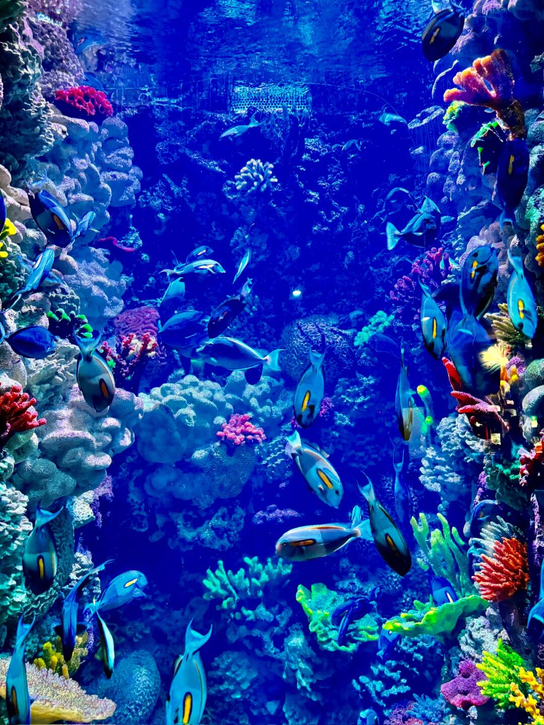 俞敏洪南极之旅：探秘极地之美与企业文化的碰撞