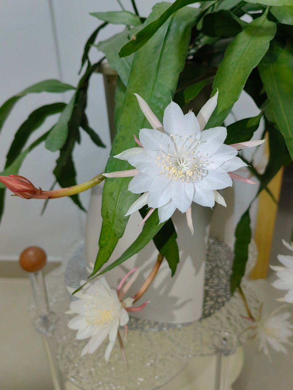 记录一下小叶昙花苞 去年入的小苗 今年就发现有花苞了 大半个月过去