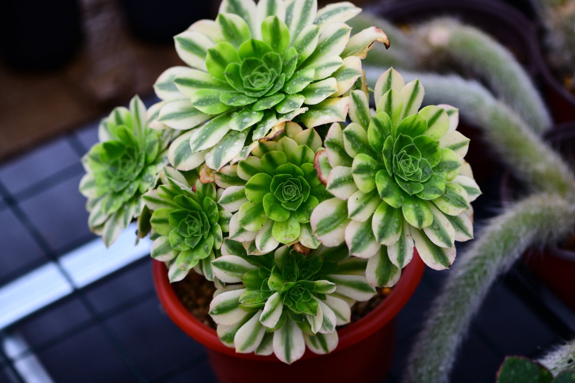 金丝翡翠法师锦 金丝翡翠法师是景天科莲花掌属的多肉植物,为绿羊绒