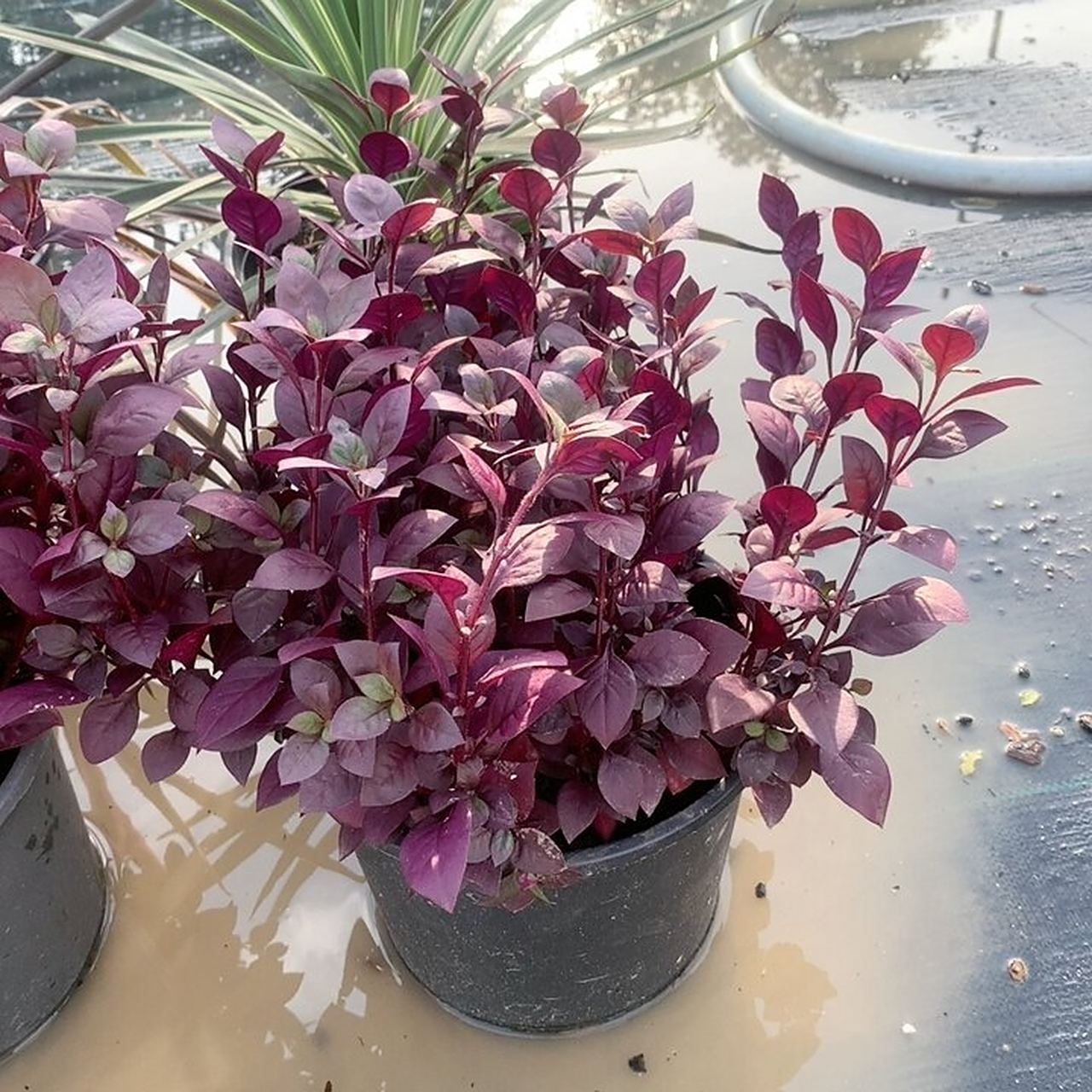 红莲子草喜温暖,湿润的气候及充足的阳光,可旱栽,不