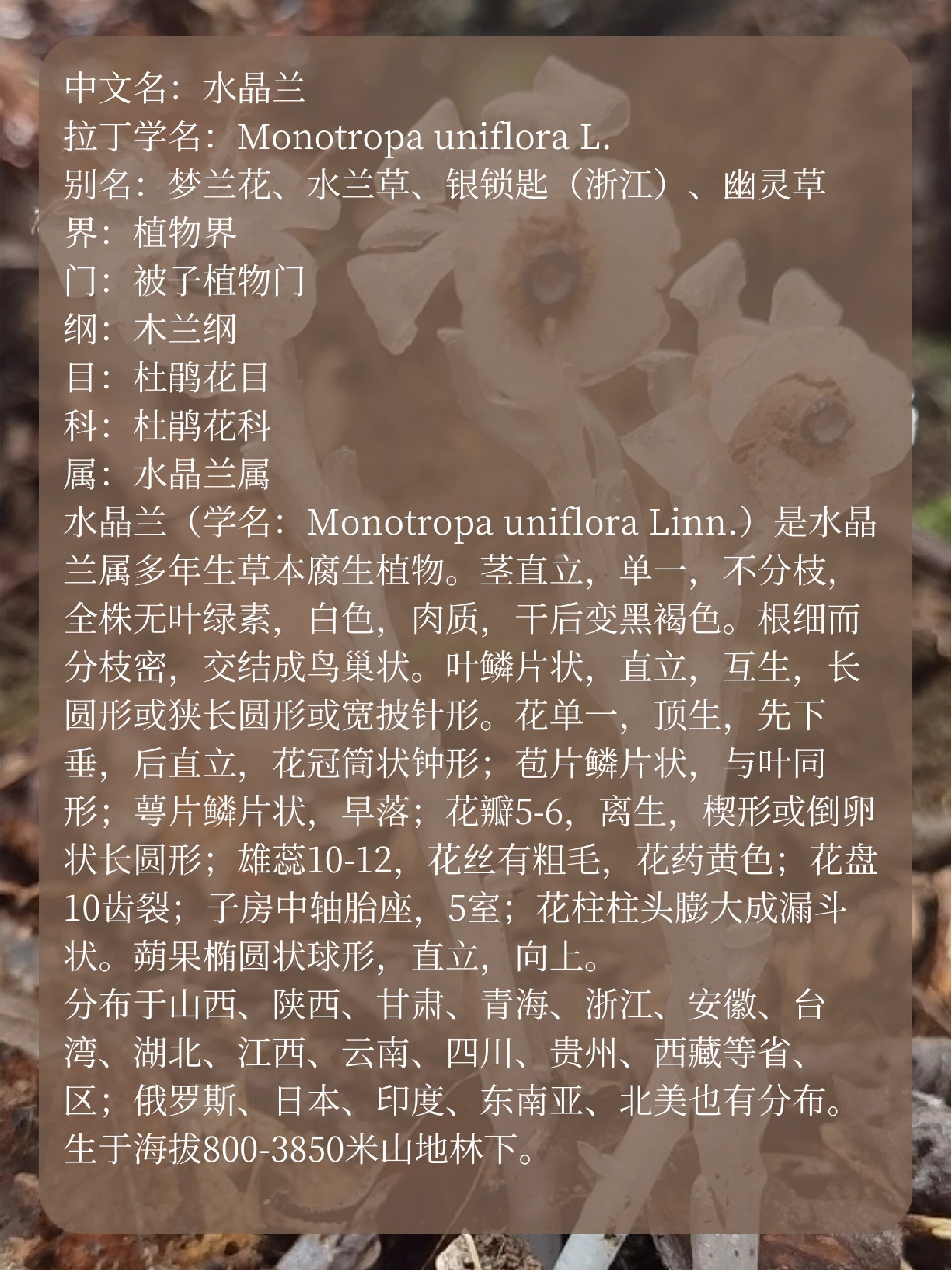 每天带你认识一种花|水晶兰