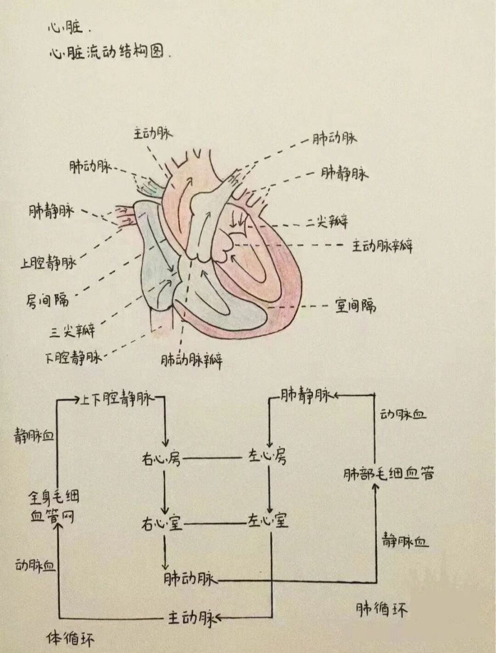 鸡心脏的结构简图图片