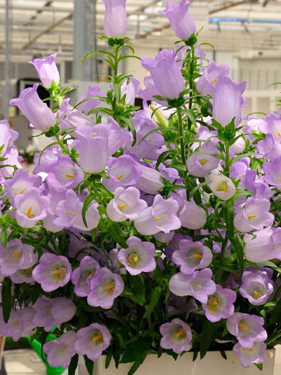 淡紫色风铃花‖花语悲伤的爱 有关风铃花详情见上上篇笔记75 72