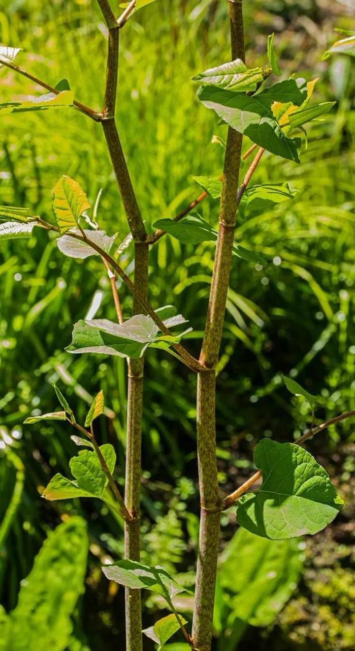 首先呢,这日本虎杖繁殖能力简直逆天啦.