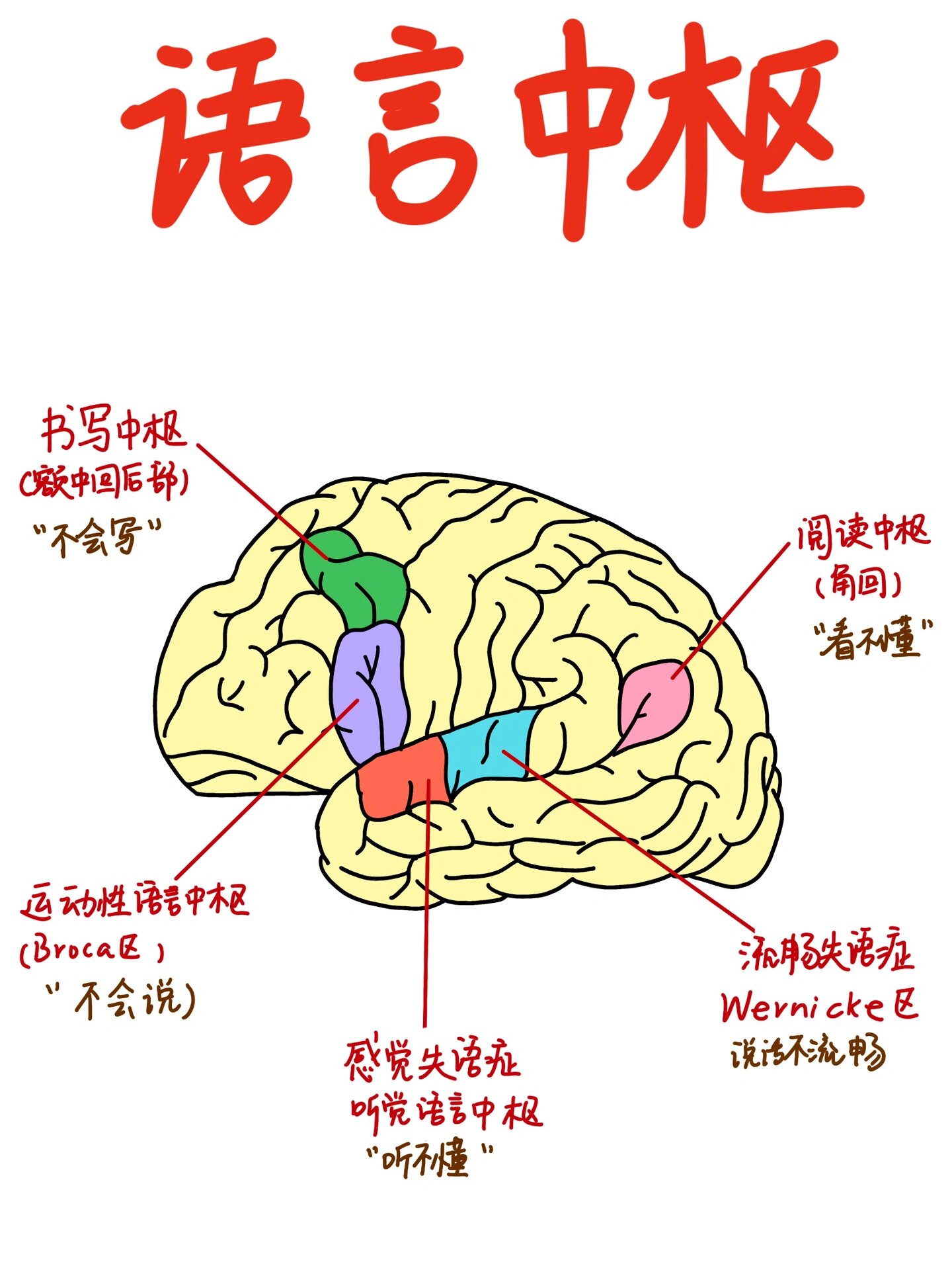 手写笔记|大脑皮层语言中枢