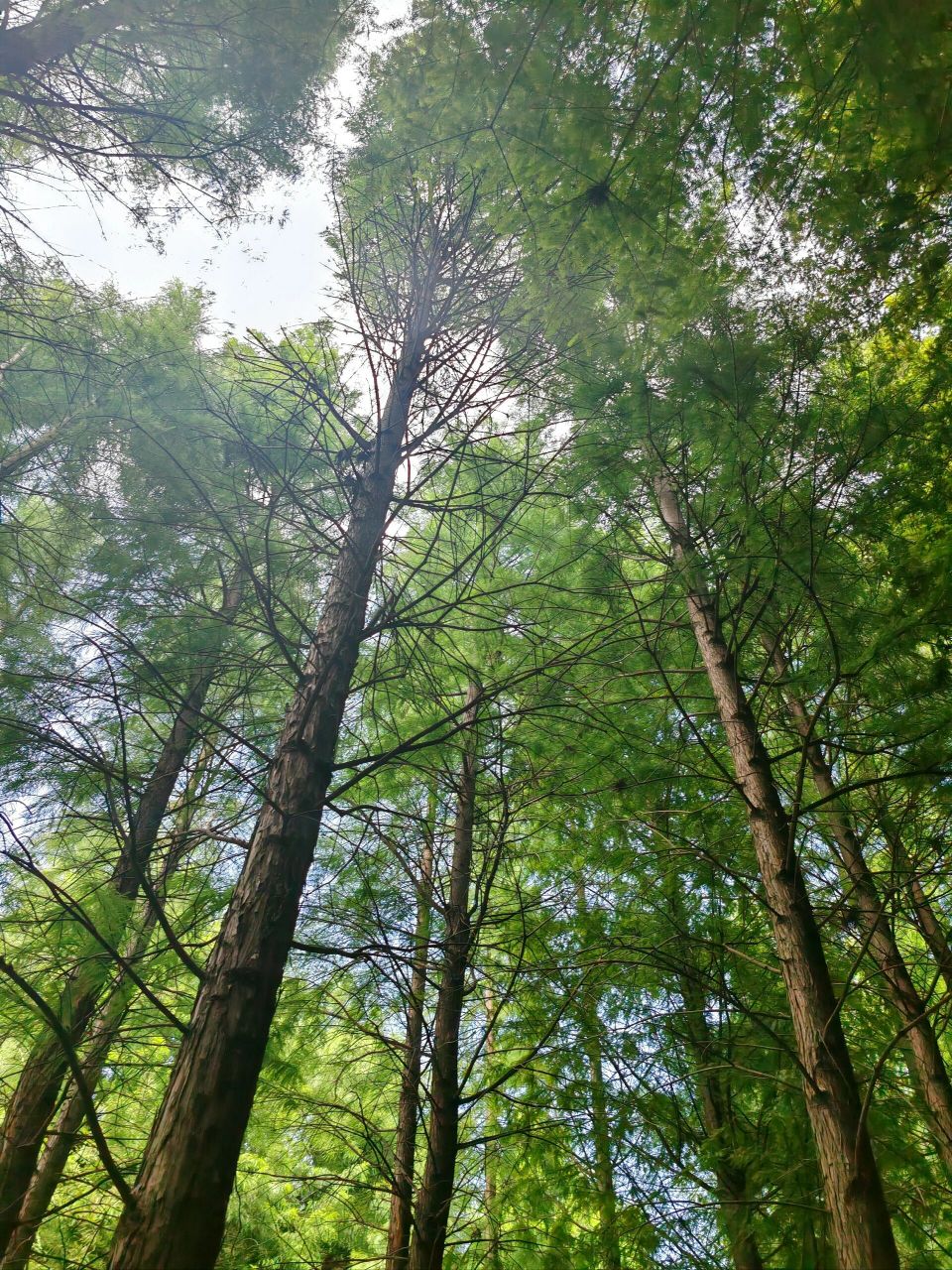 新龙生态林西区图片